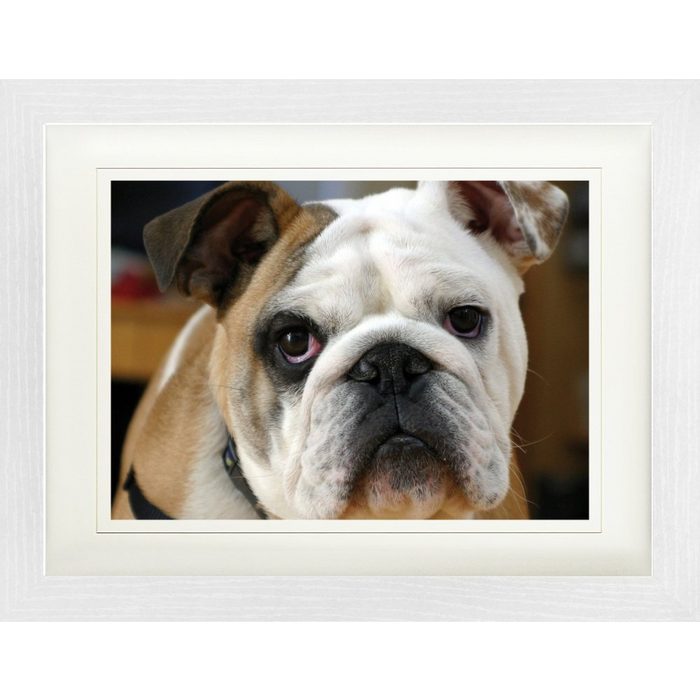 1art1 Bild mit Rahmen Hunde - Junge Englische Bulldogge