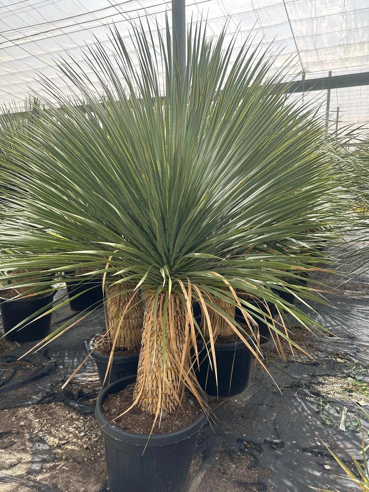 Palms-Store Kübelpflanzen Palme Yucca Rostrata ca. 160 cm Höhe, winterhart bis –19 °C – ideal für mitteleuropäische Gärten