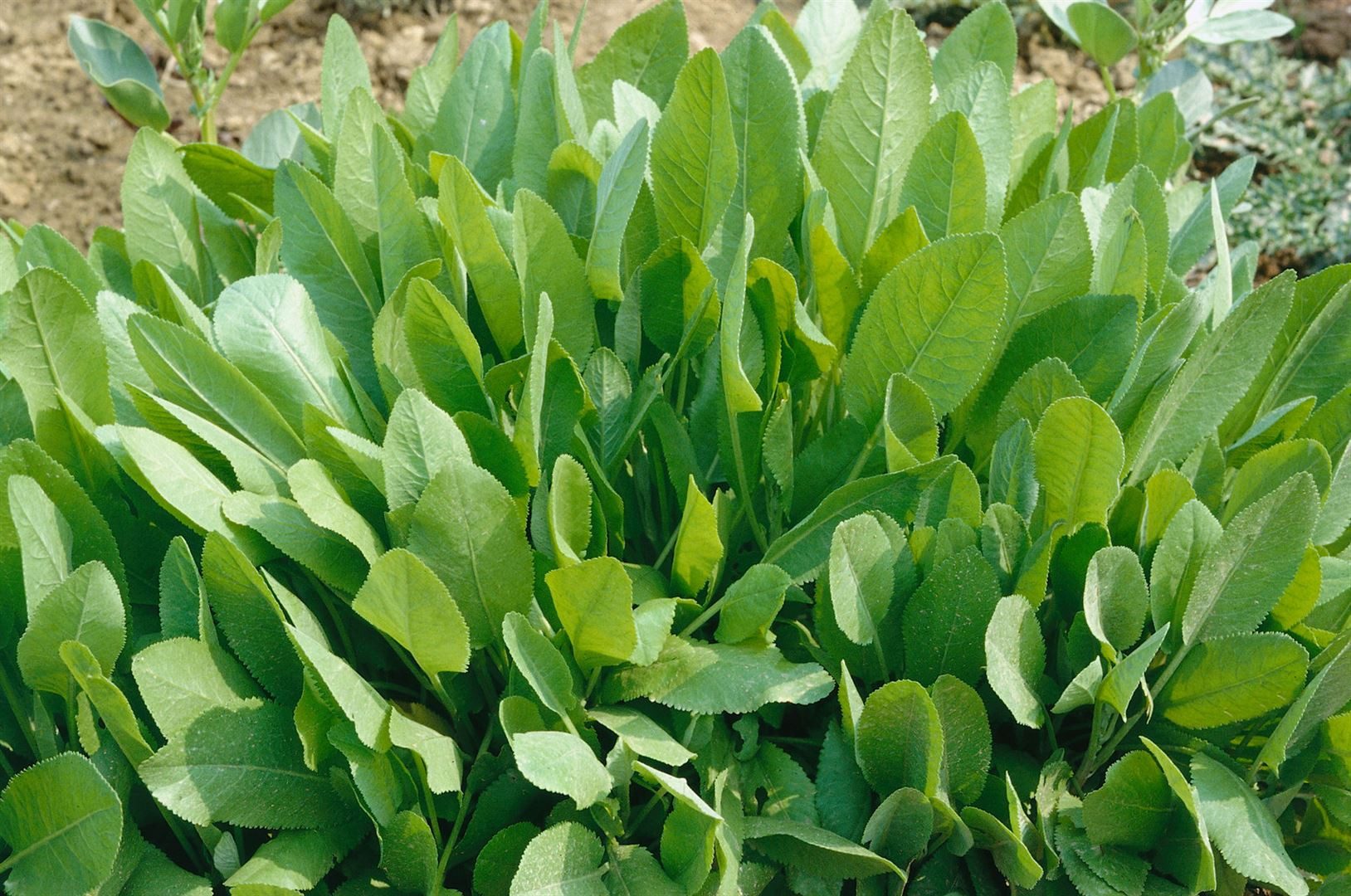 Pflanzen für Dich Staude Tanacetum balsamita, 1 St., Balsamkraut, Frauenminze, Marienblatt, Balsamminze