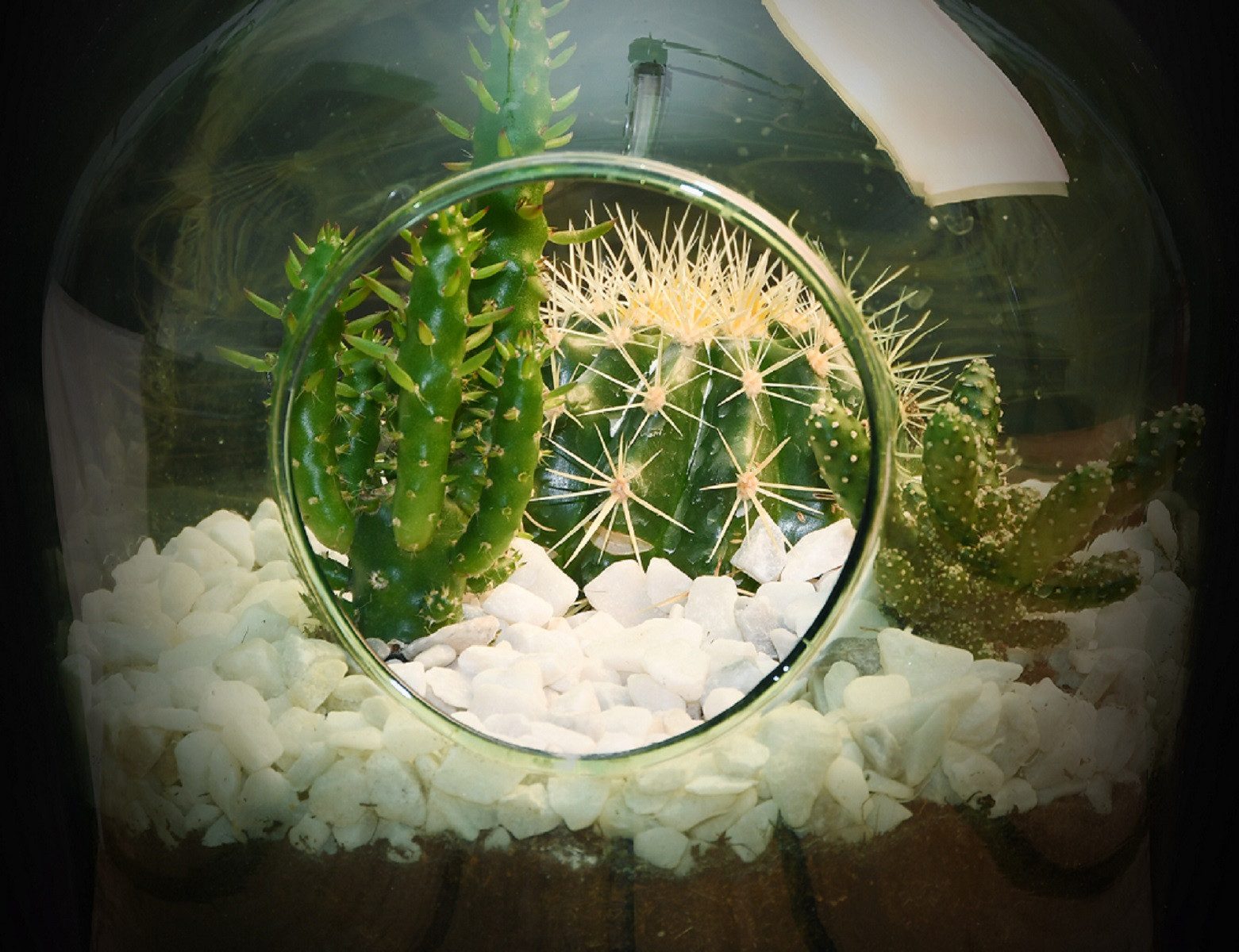 Thumbnail - Dekowunder Pflanzschale 5 Kg Drainage Steine zur Wasserableitung in ihrem Pflanzterrarium Weiß