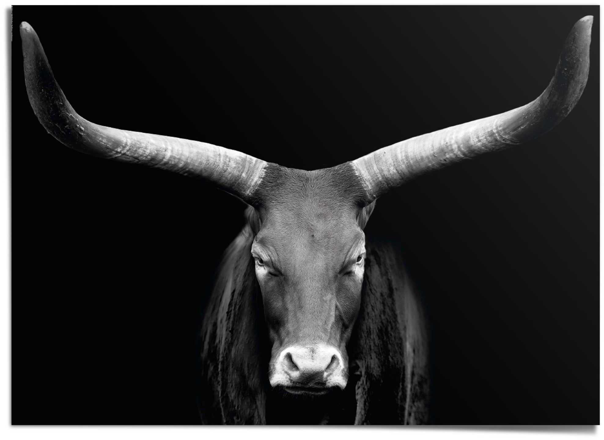 [Verkauf zum begrenzten Preis] Poster Afrikanische Reinders! Kuh