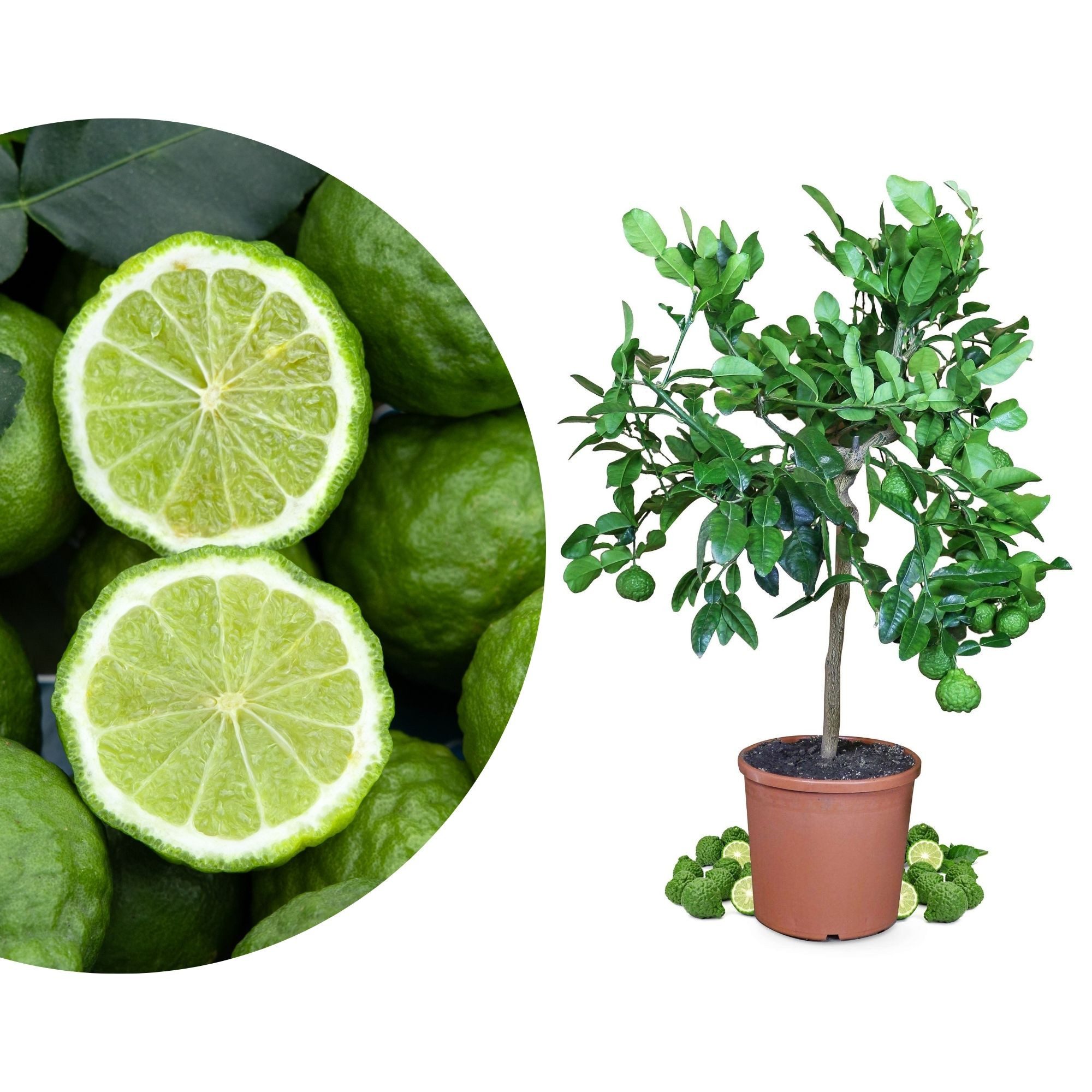 Meine Orangerie Obstpflanze Kaffir Limette - Citrus hystrix - Papeda - Kaffernlimette, echter Limettenbaum, professionell veredelter und fruchtreifer Zitrusbaum