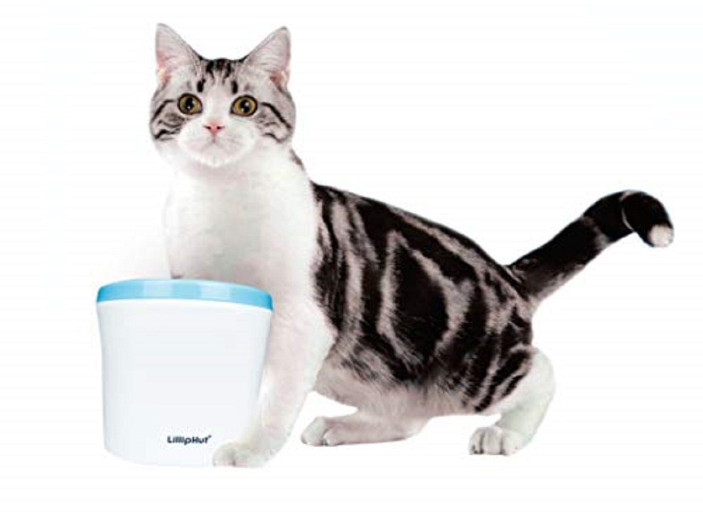 Zedelmaier Trinkbrunnen Zedelmaier Katze Hund Trinkbrunnen, günstig online kaufen