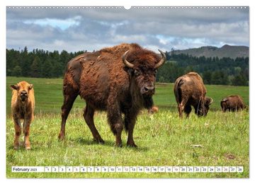 CALVENDO Wandkalender North American Bison (Premium-Calendar 2023 DIN A2 Landscape)