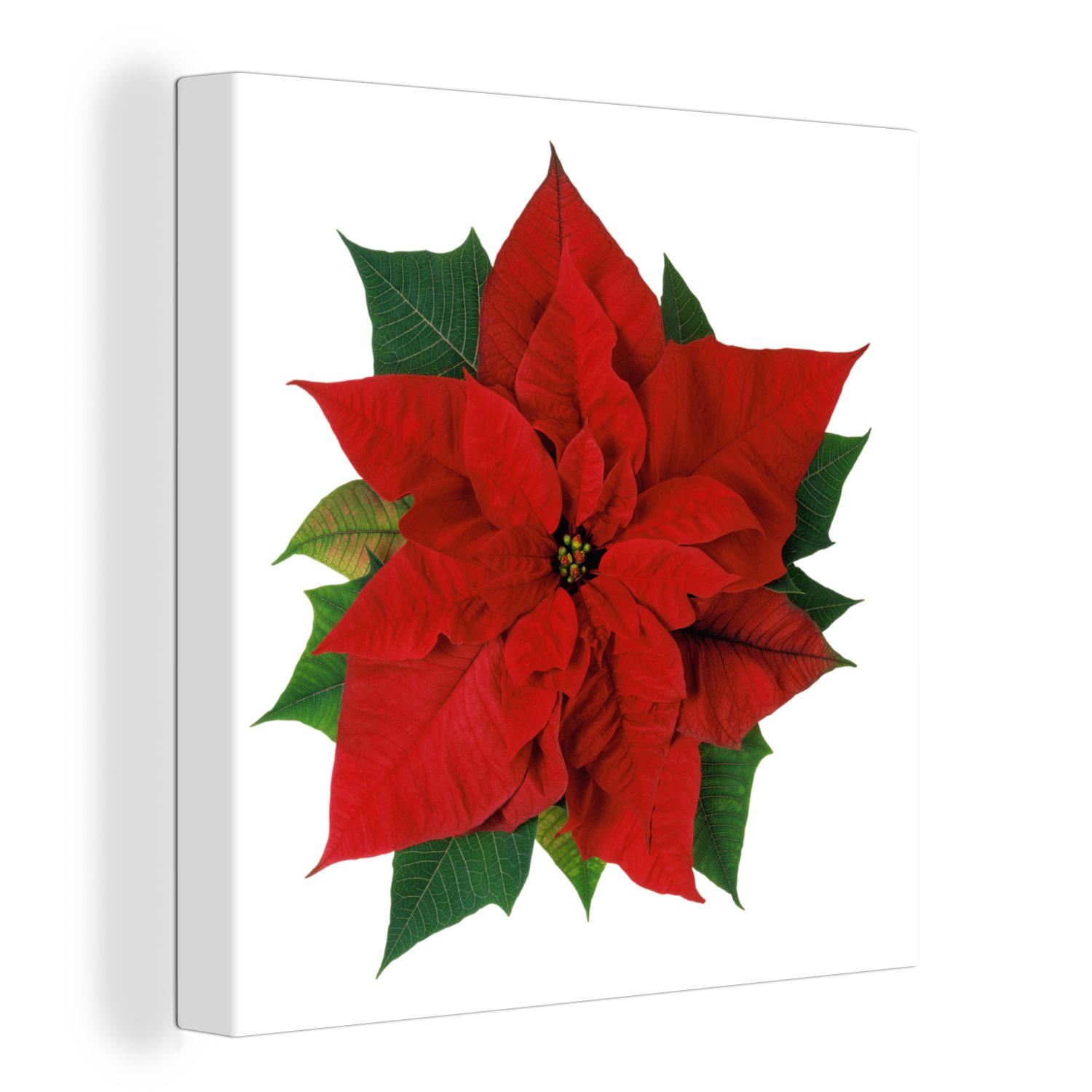 OneMillionCanvasses® Leinwandbild Weihnachtsstern - Weihnachtsblume, (1 St), Leinwand Bilder für Wohnzimmer Schlafzimmer