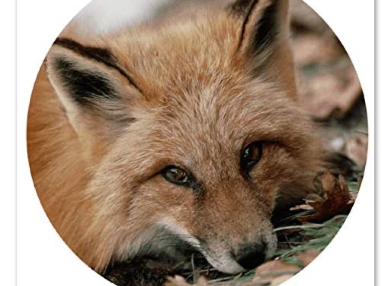 LK Trend & Style Sticker Tolle Sticker Waldtiere und Wildtiere als Aufkleber versch. Sets, (Selbstklebende Tiersticker 19mm Durchmesser 2-tlg), z.B. Schulmäppchen -Hefte, Handy, Laptop, Möbel, etc...