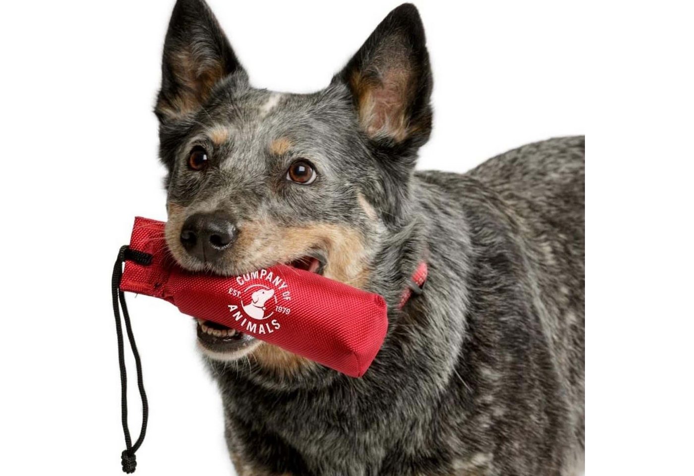 Thumbnail - Company of Animals Dummy Hunde Training Dummy Apportierspielzeug Hundespielzeug Wurfspielzeug, Canvasstoff, Mit Schnur S...