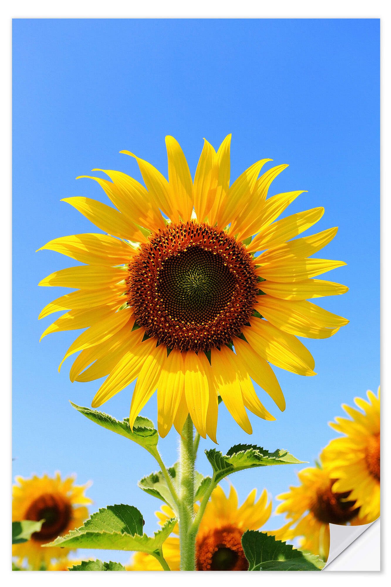 Posterlounge Wandfolie Editors Choice, Strahlende Sonnenblume, Fotografie