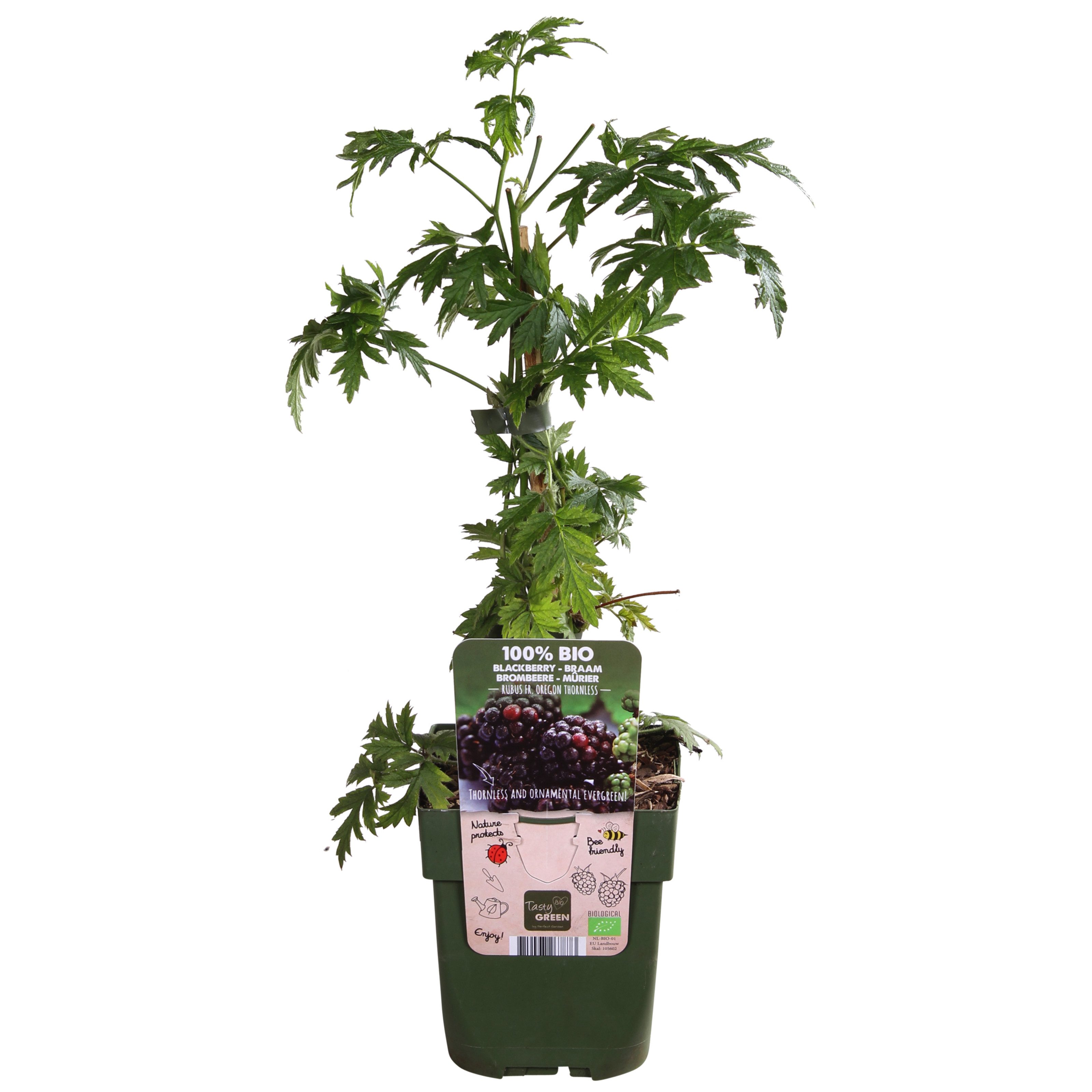Dehner Obstpflanze Bio Brombeere Thornless Evergreen, stachellos, 30-50 cm exkl. Topf