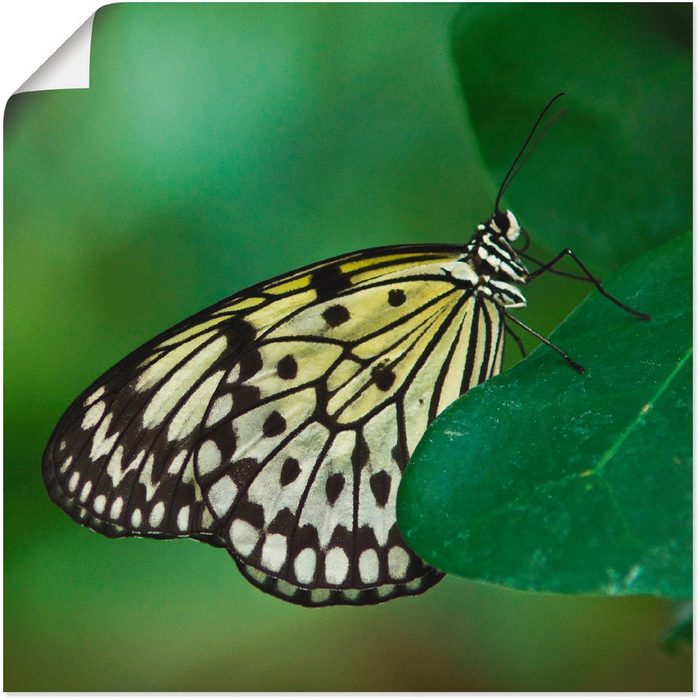 Artland Wandbild weisse Baumnymphe Insekten (1 St) als Alubild Leinwandbild Wandaufkleber oder Poster in versch. Größen