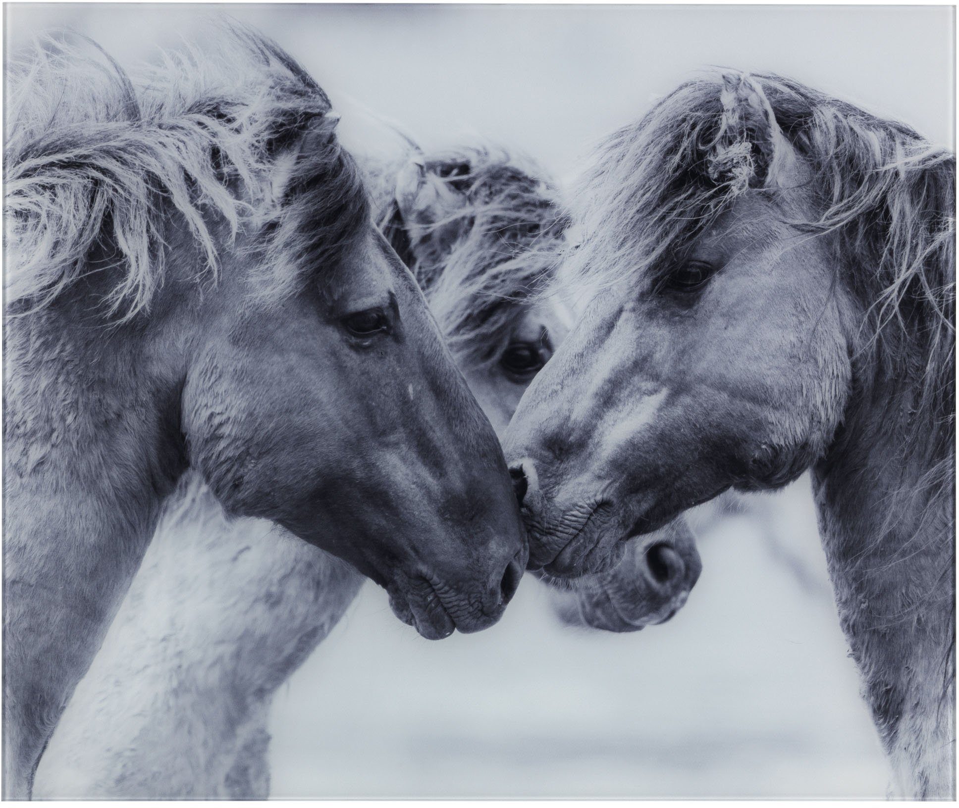 WENKO Küchenrückwand Horses, gehärtetes Glas, 60x50 cm