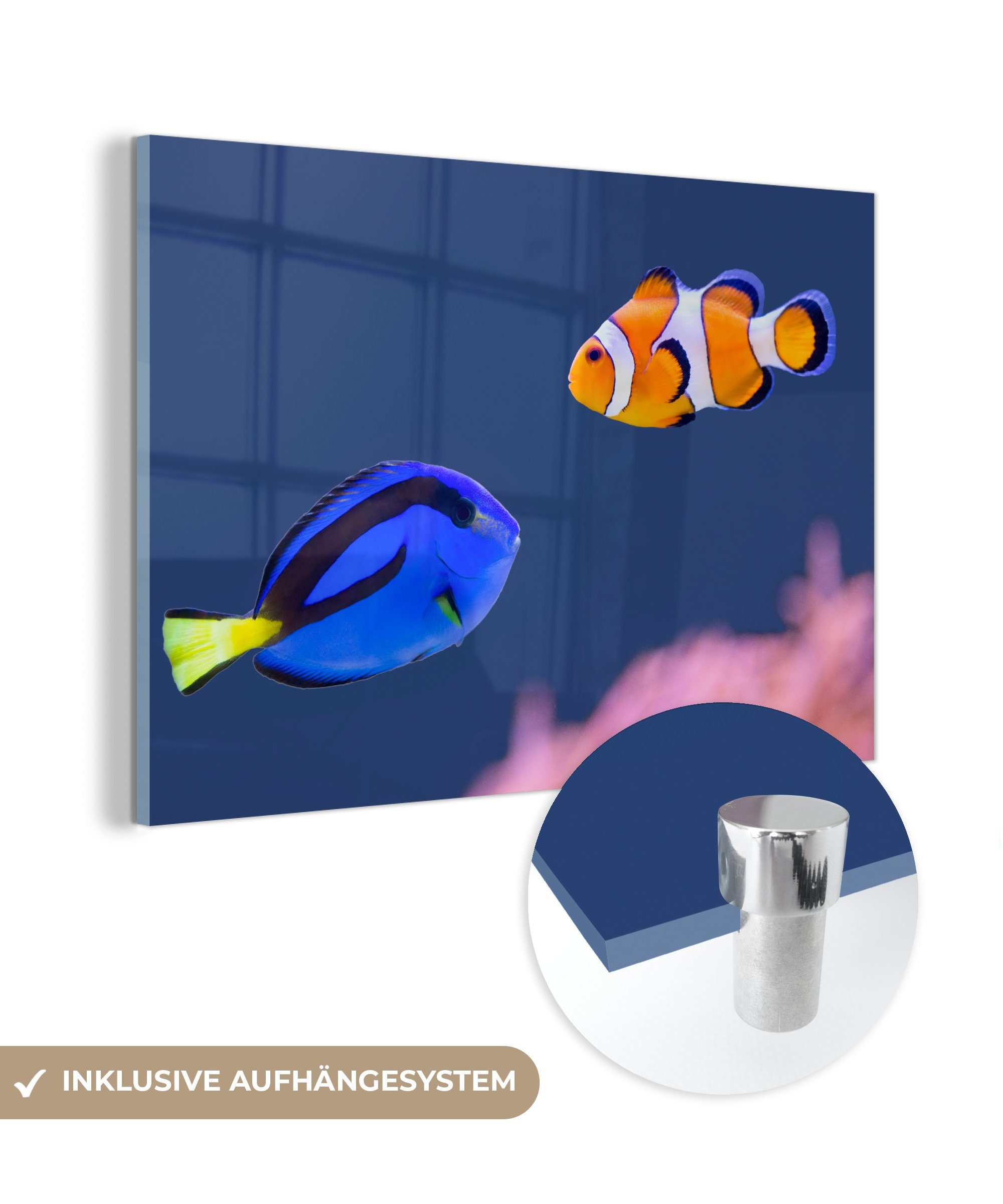 - & Wasser Acrylglasbild Nemo, Fisch Wohnzimmer Schlafzimmer (1 - St), MuchoWow Acrylglasbilder