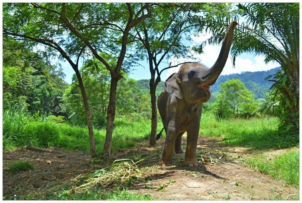 Wallario Wandfolie, Junger Elefant im Dschungel, in verschiedenen  Ausführungen