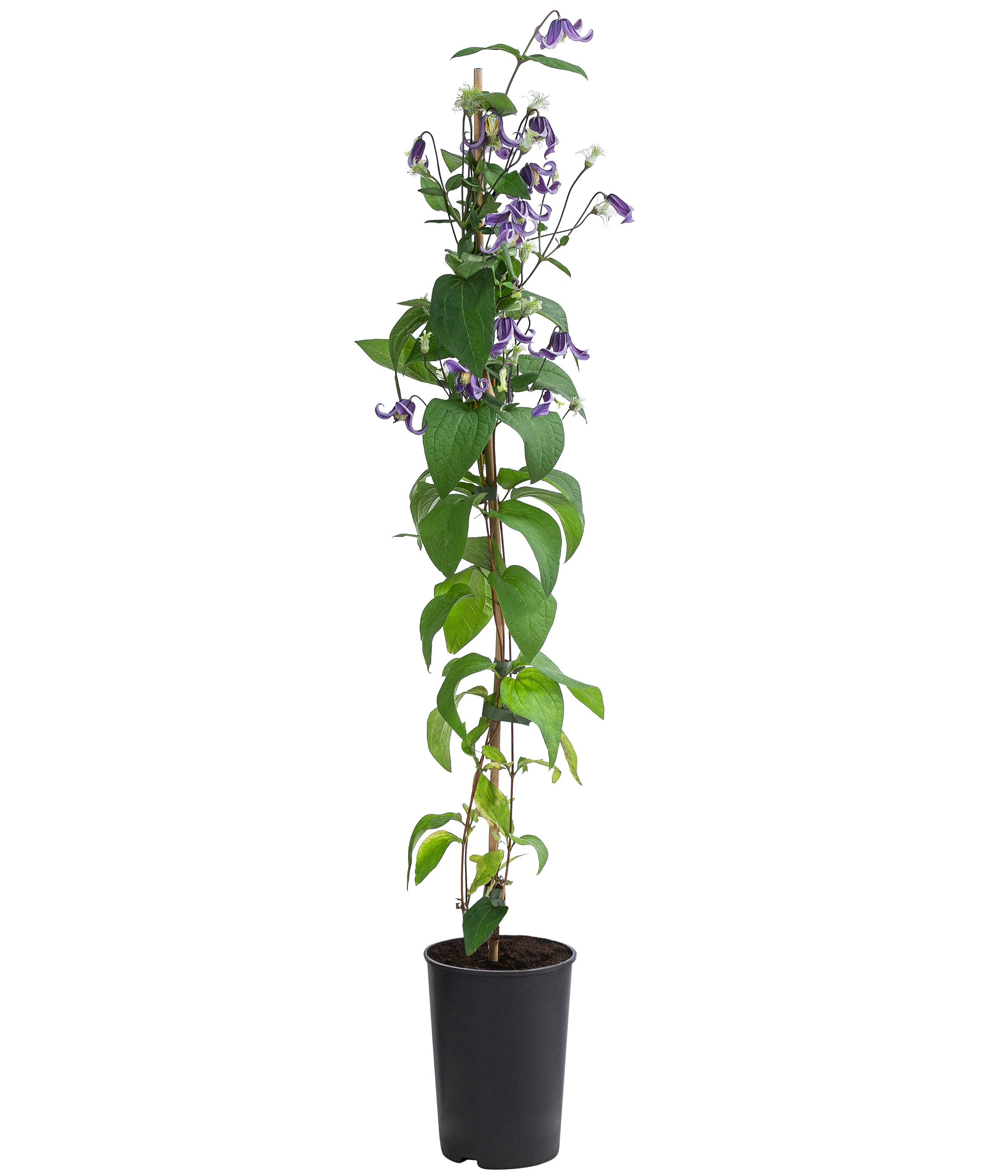 Dehner Gehölze Waldrebe Fascination, Clematis integrifolia, lila Blüten, 90 cm, Kletterpflanze zur Begrünung von Fassaden, Obelisken und Hauswänden