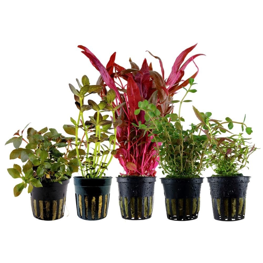 Aquaone Wasserpflanze 'Buntes' Set mit 5 Pflanzen Aquariumpflanzen Nr.214