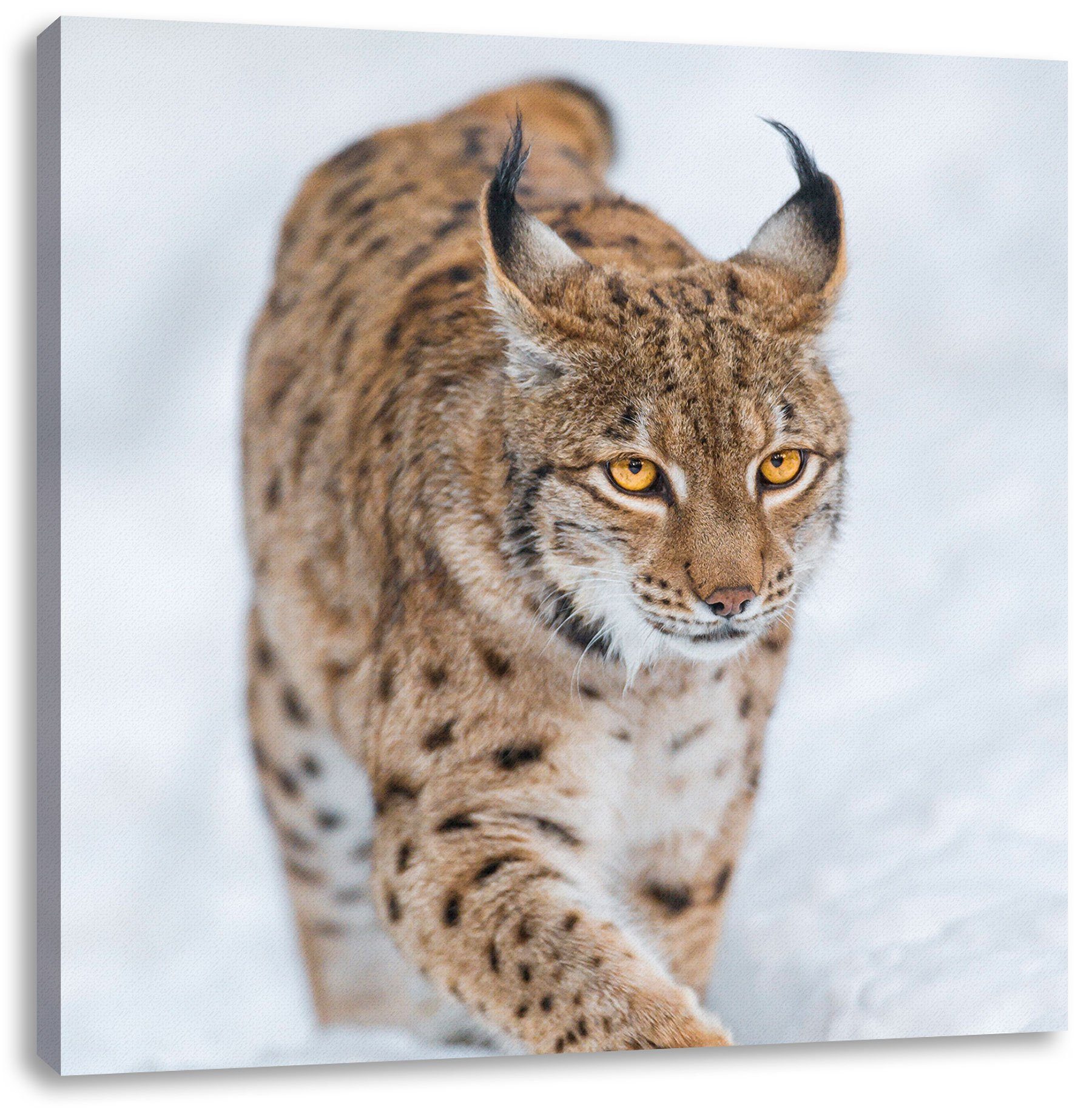 Pixxprint Leinwandbild Luchs im Schnee, Luchs im Schnee (1 St), Leinwandbild fertig bespannt, inkl. Zackenaufhänger