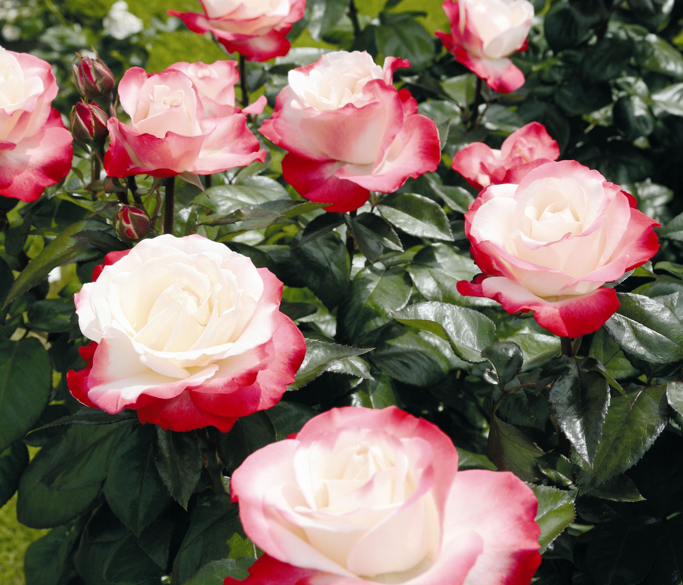 Dehner Rose Edelrose Nostalgie®, zweifarbige Blüten creme/rot, gefüllt und duftend, 20-30 cm, Züchter Tantau