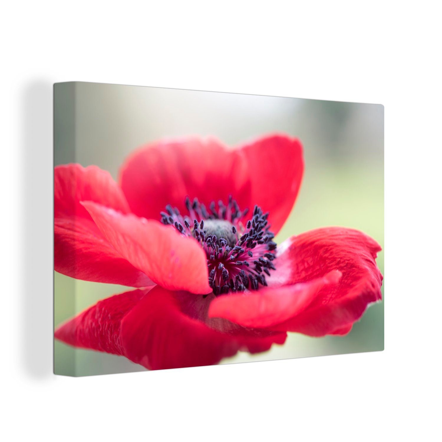OneMillionCanvasses® Leinwandbild Rote Anemone, (1 St), Wandbild Leinwandbilder, Aufhängefertig, Wanddeko, 30x20 cm