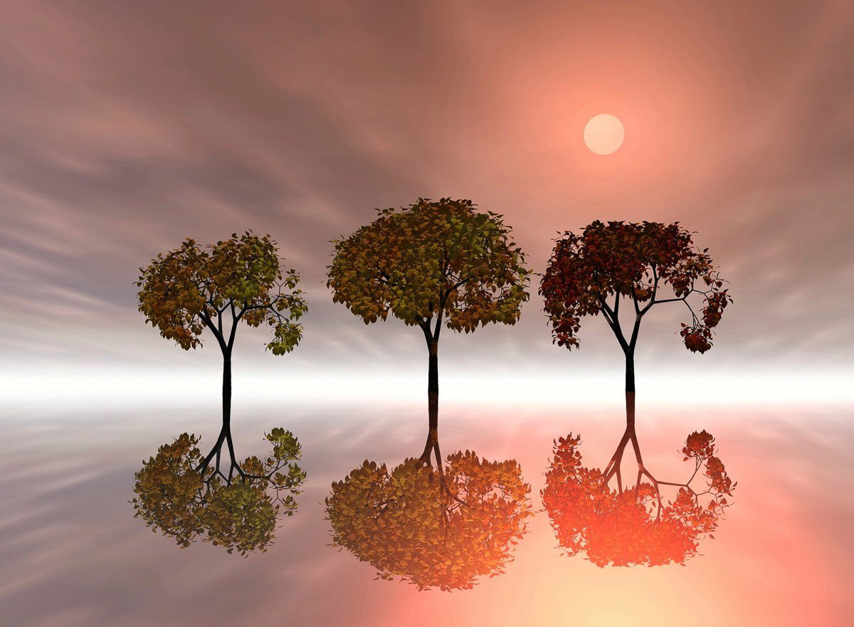 Papermoon Fototapete Bäume im Wasser