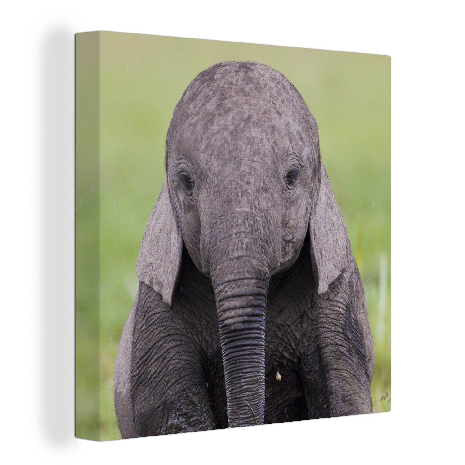 OneMillionCanvasses® Leinwandbild Porträt eines Elefantenbabys, (1 St), Leinwand Bilder für Wohnzimmer Schlafzimmer