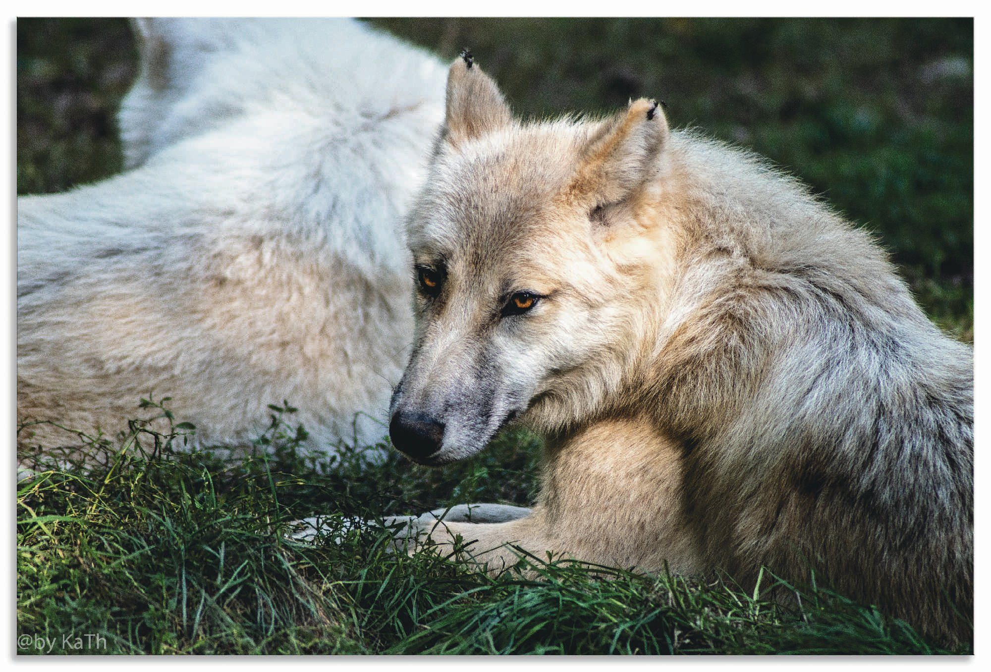 Artland Wandbild Leinwandbild, Alubild, St), II, oder Wandaufkleber Poster versch. als Wolfbilder Größen Wolf in (1