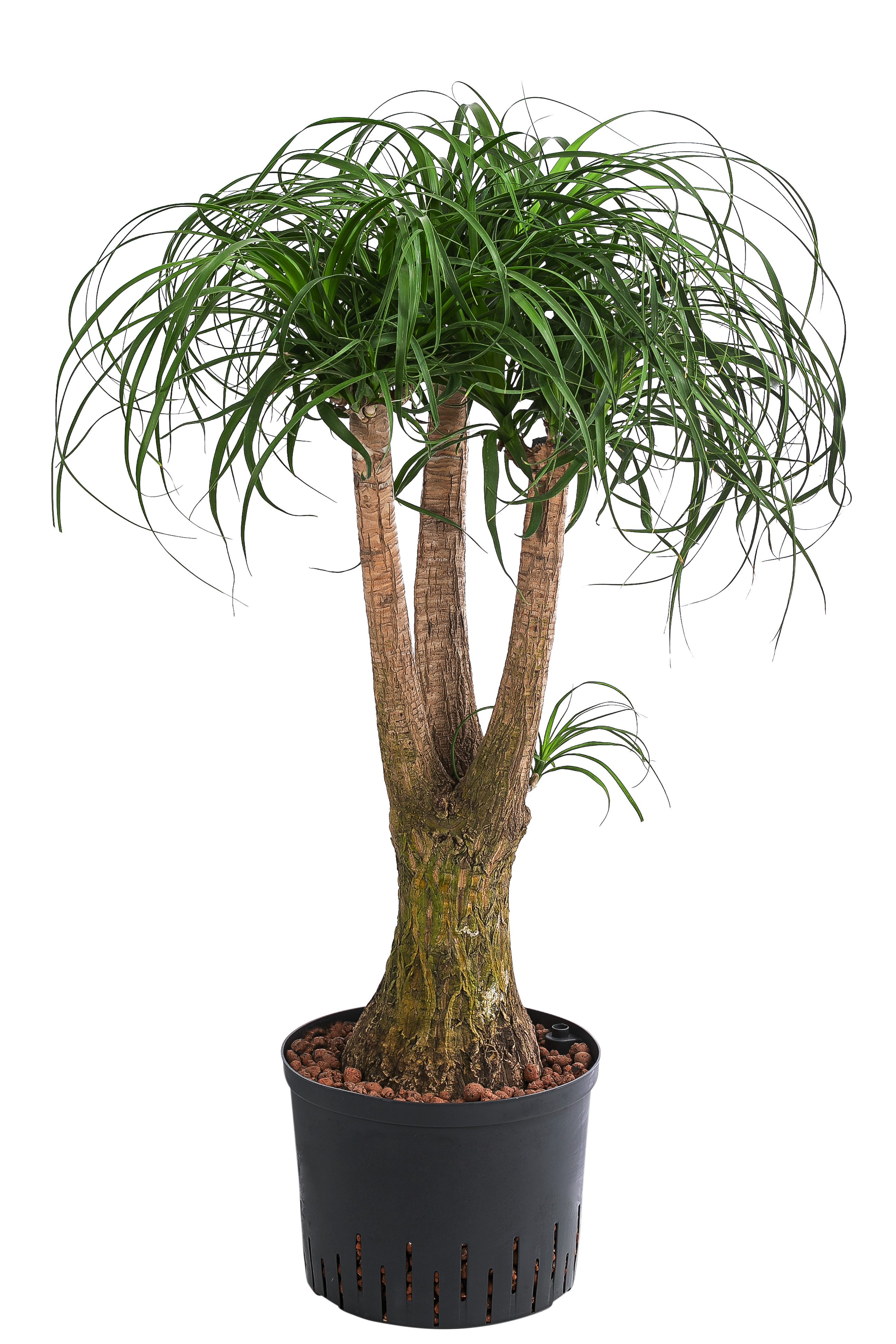 Dehner Zimmerpflanze Elefantenfuß, Beaucarnea recurvata, in Hydrokultur, tropisches Stämmchen, inklusive Wasserstandsanzeiger