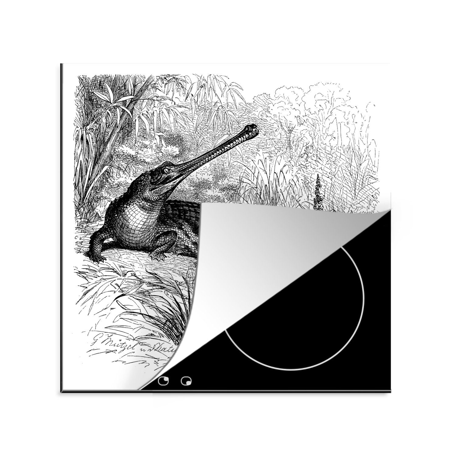 MuchoWow Herdblende-/Abdeckplatte Eine antike Schwarz-Weiß-Abbildung eines Gavials, Vinyl, (1 tlg), 78x78 cm, Ceranfeldabdeckung, Arbeitsplatte für küche