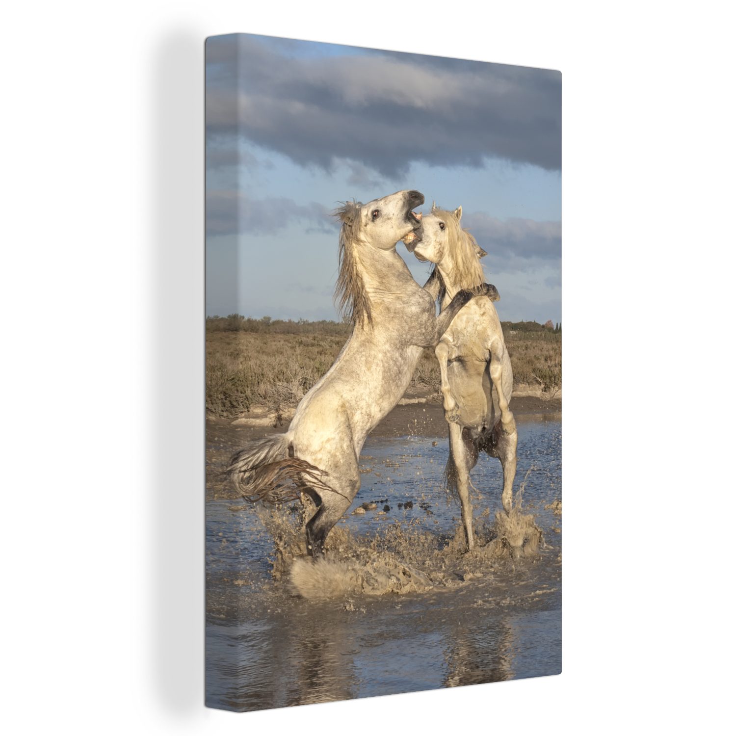 OneMillionCanvasses® Leinwandbild Zwei weiße Pferde beim Toben in der Camargue, Frankreich, (1 St), Leinwandbild fertig bespannt inkl. Zackenaufhänger, Gemälde, 20x30 cm