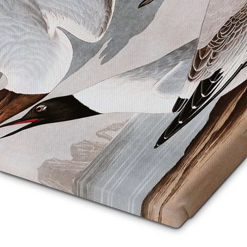 Posterlounge Leinwandbild John James Audubon, Möwen, Badezimmer Maritim Malerei