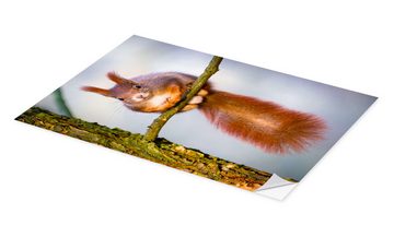 Posterlounge Wandfolie Editors Choice, Eichhörnchen auf kleinem Ast, Fotografie