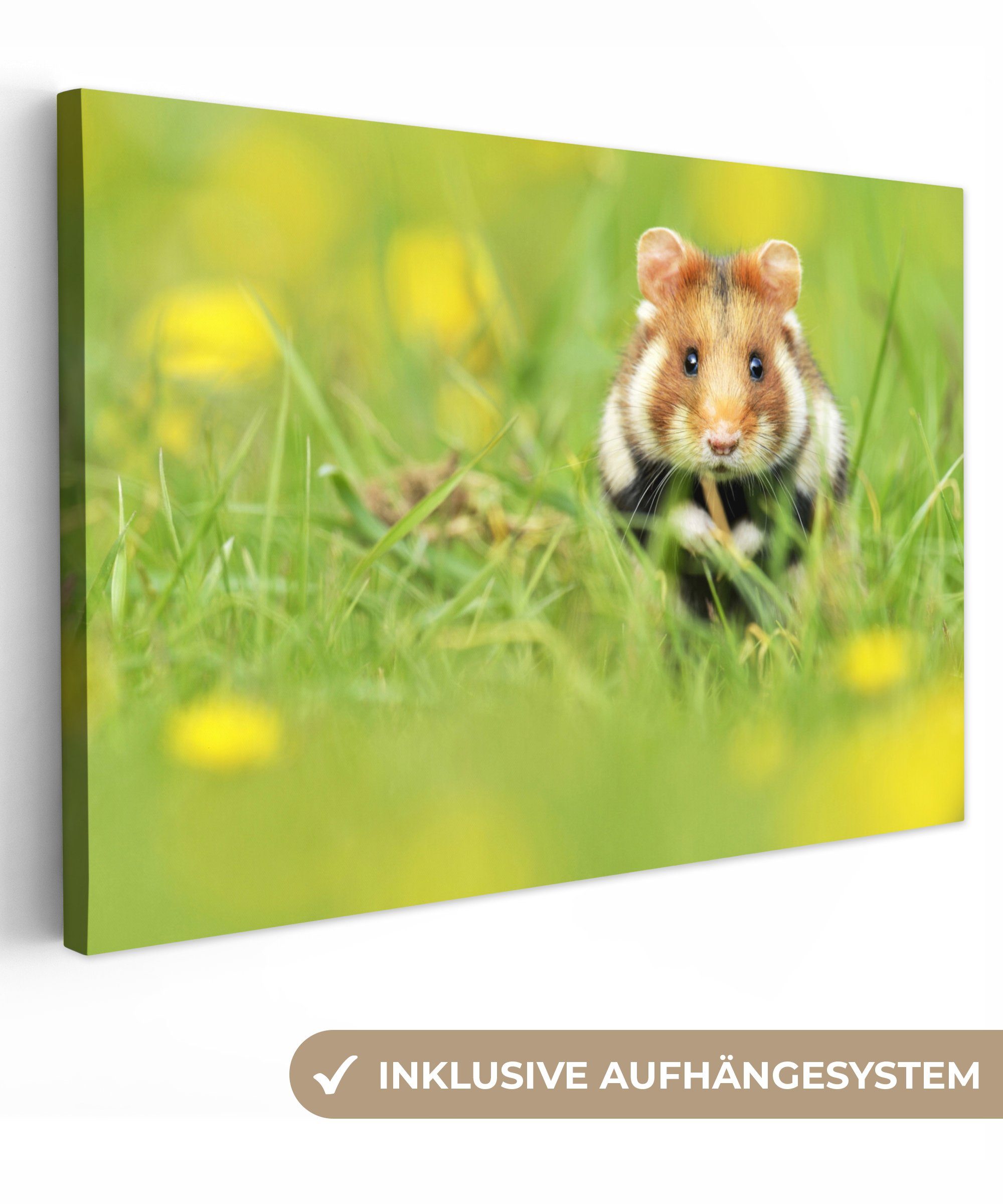 OneMillionCanvasses® Leinwandbild Europäischer Hamster im Gras, (1 St), Wandbild Leinwandbilder, Aufhängefertig, Wanddeko, 30x20 cm