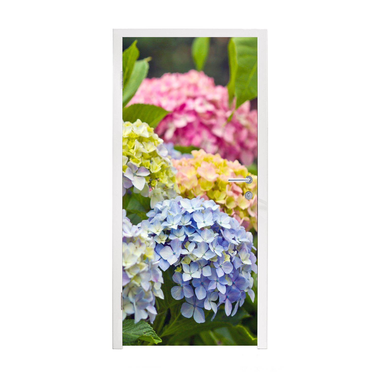 Matt, Türaufkleber, Fototapete St), Hortensienblüten, Tür, 75x205 (1 Verschiedene bedruckt, cm Türtapete für MuchoWow