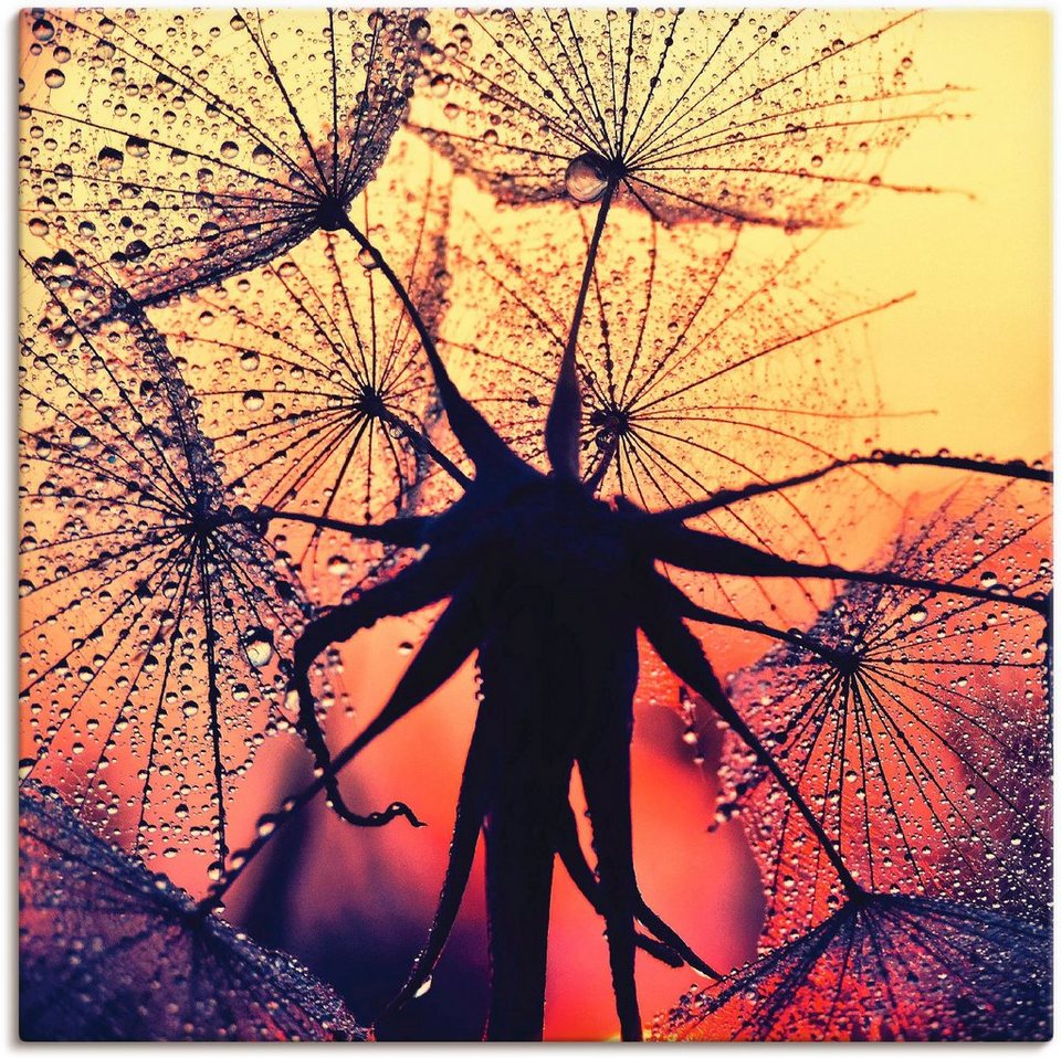 Artland Wandbild Pusteblume im Sonnenuntergang, Blumen (1 St), als Alubild,  Leinwandbild, Wandaufkleber oder Poster in versch. Größen