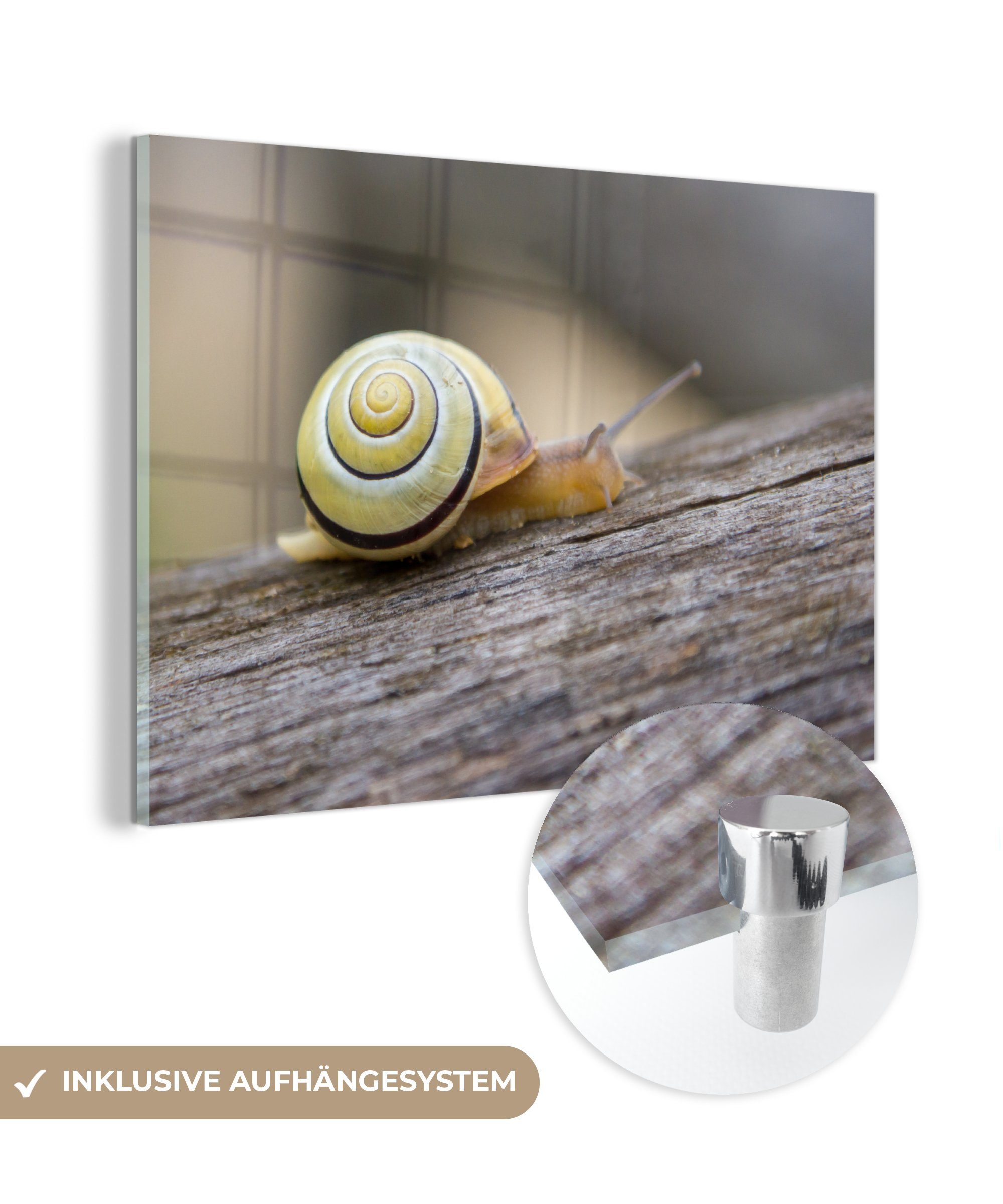 MuchoWow Acrylglasbild Schnecke - Baum - Holz, (1 St), Acrylglasbilder Wohnzimmer & Schlafzimmer