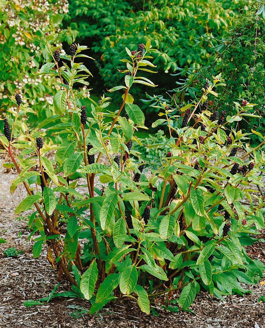 Pflanzen für Dich Staude Phytolacca acinosa, 1 St., Indische Kermesbeere, Asiatische Kermesbeere, Trauben-Kermesbeere