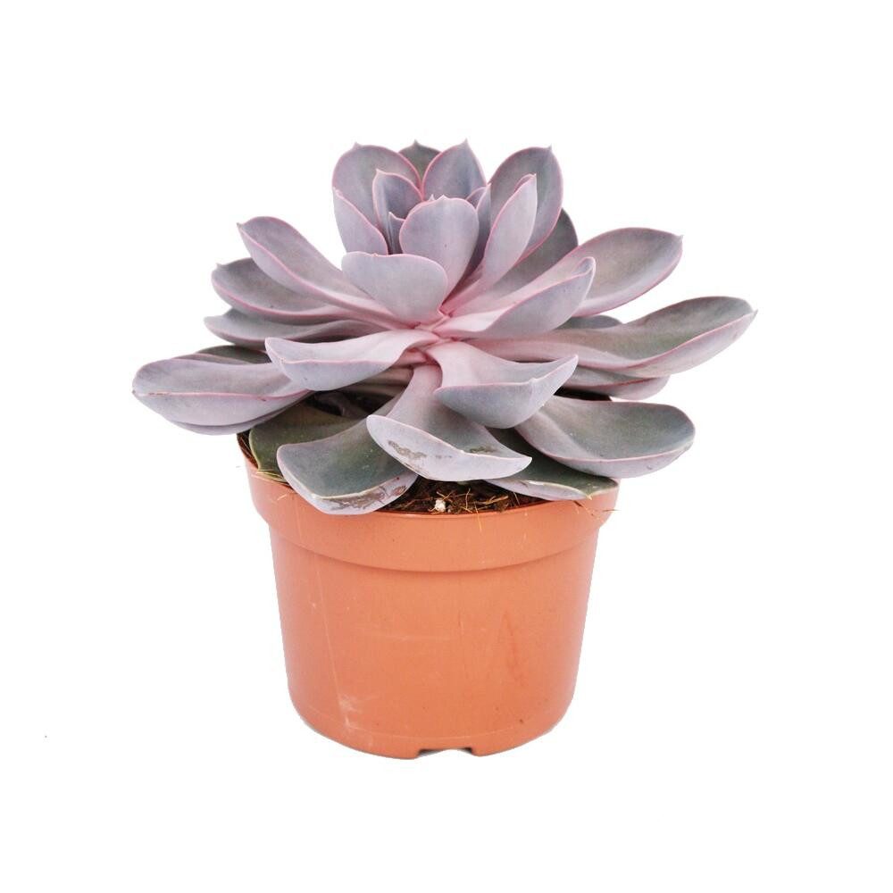 Exotenherz Kaktus Echeveria Perle von Nürnberg - grosse Pflanze im 12cm Topf
