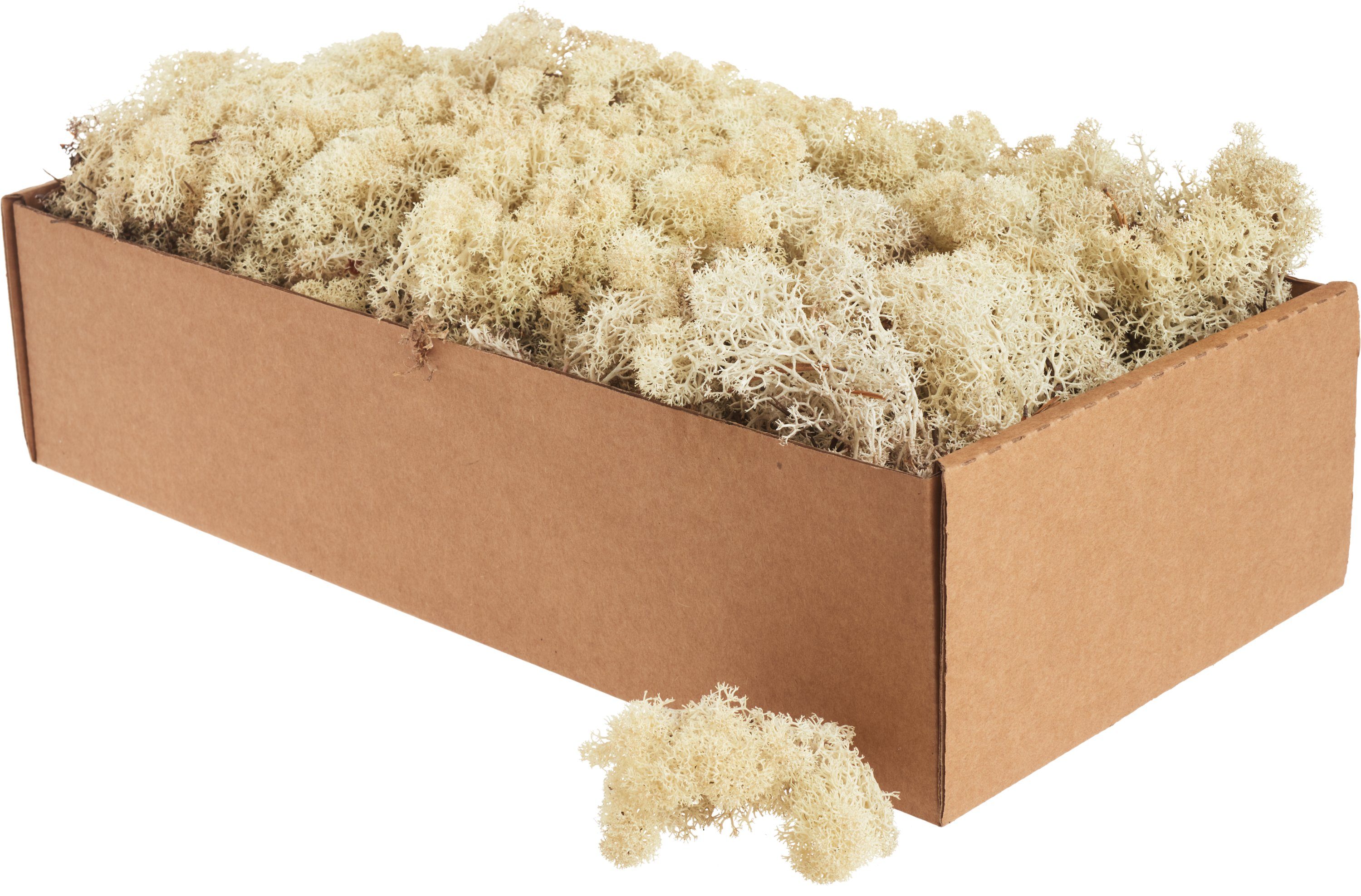Othmar Decorations Bastelmoos XXL Islandmoos, 400 g