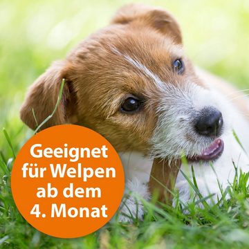 Ardap Flohhalsband Ardap Zecken- und Flohhalsband für kleine Hunde bis 10 Kg