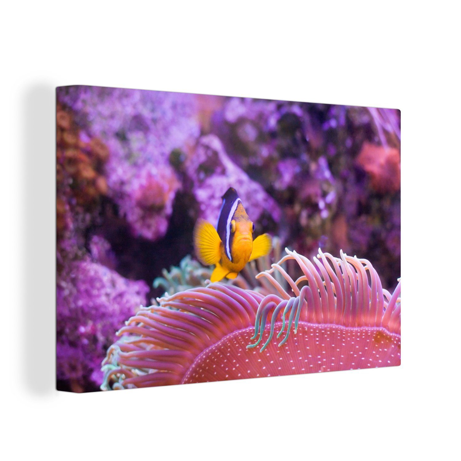 Fisch Leinwandbild Wanddeko, 30x20 cm - (1 Leinwandbilder, Koralle OneMillionCanvasses® Rosa, St), - Wandbild Aufhängefertig,