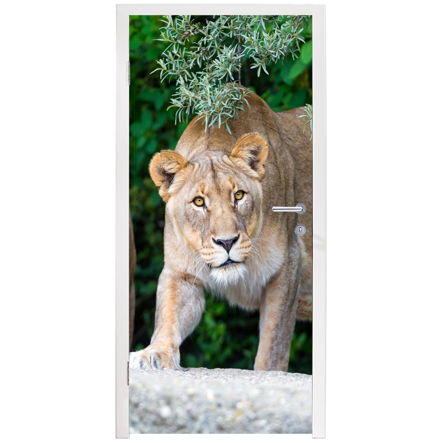 Türaufkleber, Wilde Jagd, für Löwinnen Fototapete MuchoWow Matt, Tiere (1 75x205 cm - St), bedruckt, Tür, Türtapete -
