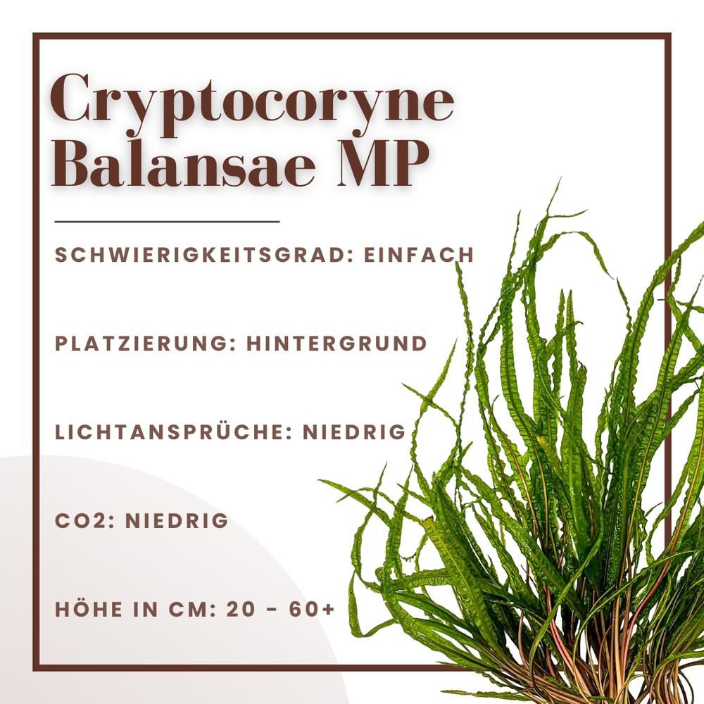 Aquaone Wasserpflanze Mutterpflanze Aquariumpflanze Cryptocoryne Balansae T günstig online kaufen