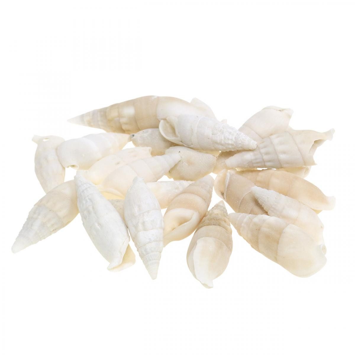 Viana Bastelnaturmaterial Deko Schnecken Weiß Natur, maritime Muschel-Deko 2-5cm 1kg