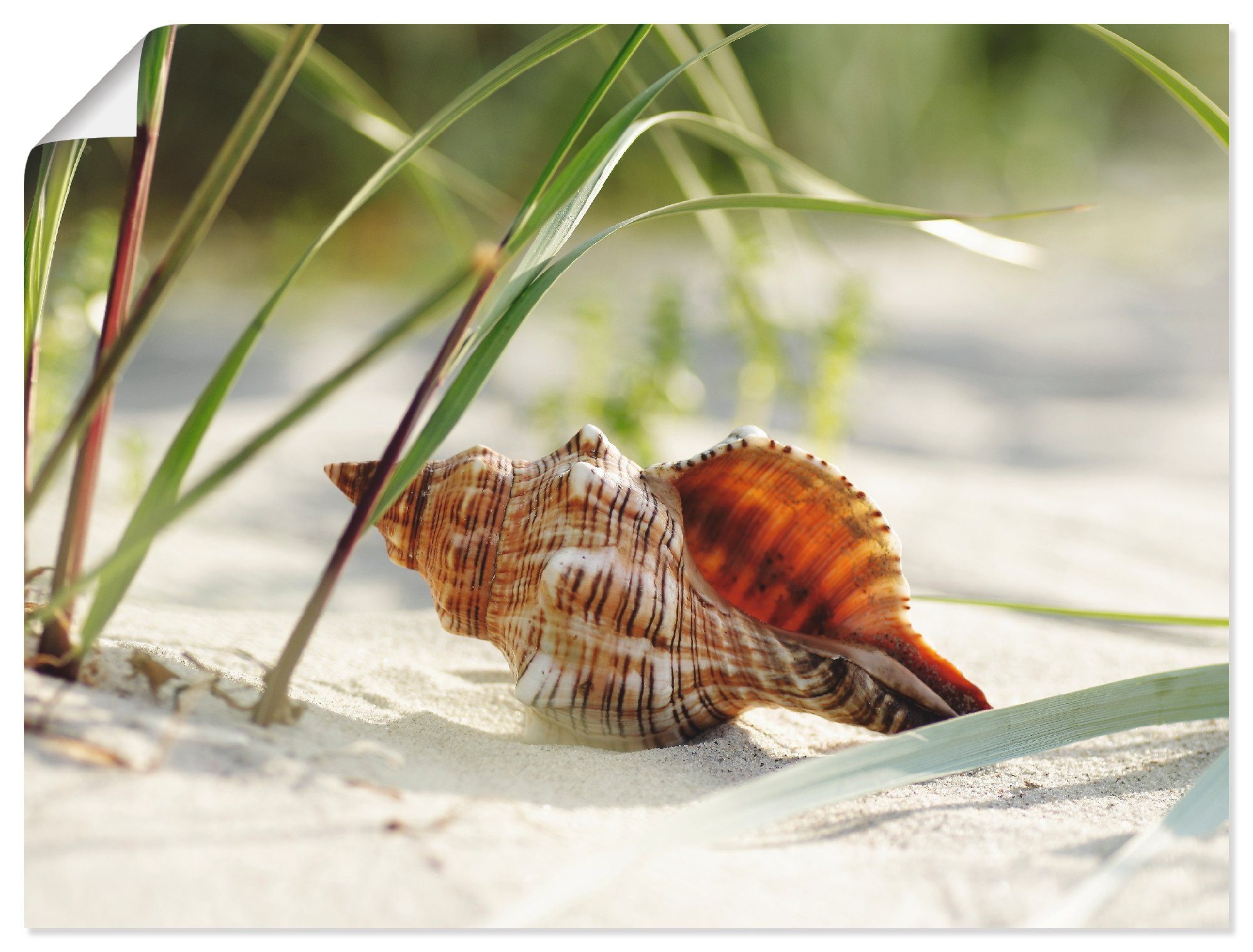 Artland Wandbild Große Muschel am Strand, Wassertiere (1 St), als Leinwandbild, Wandaufkleber oder Poster in versch. Größen