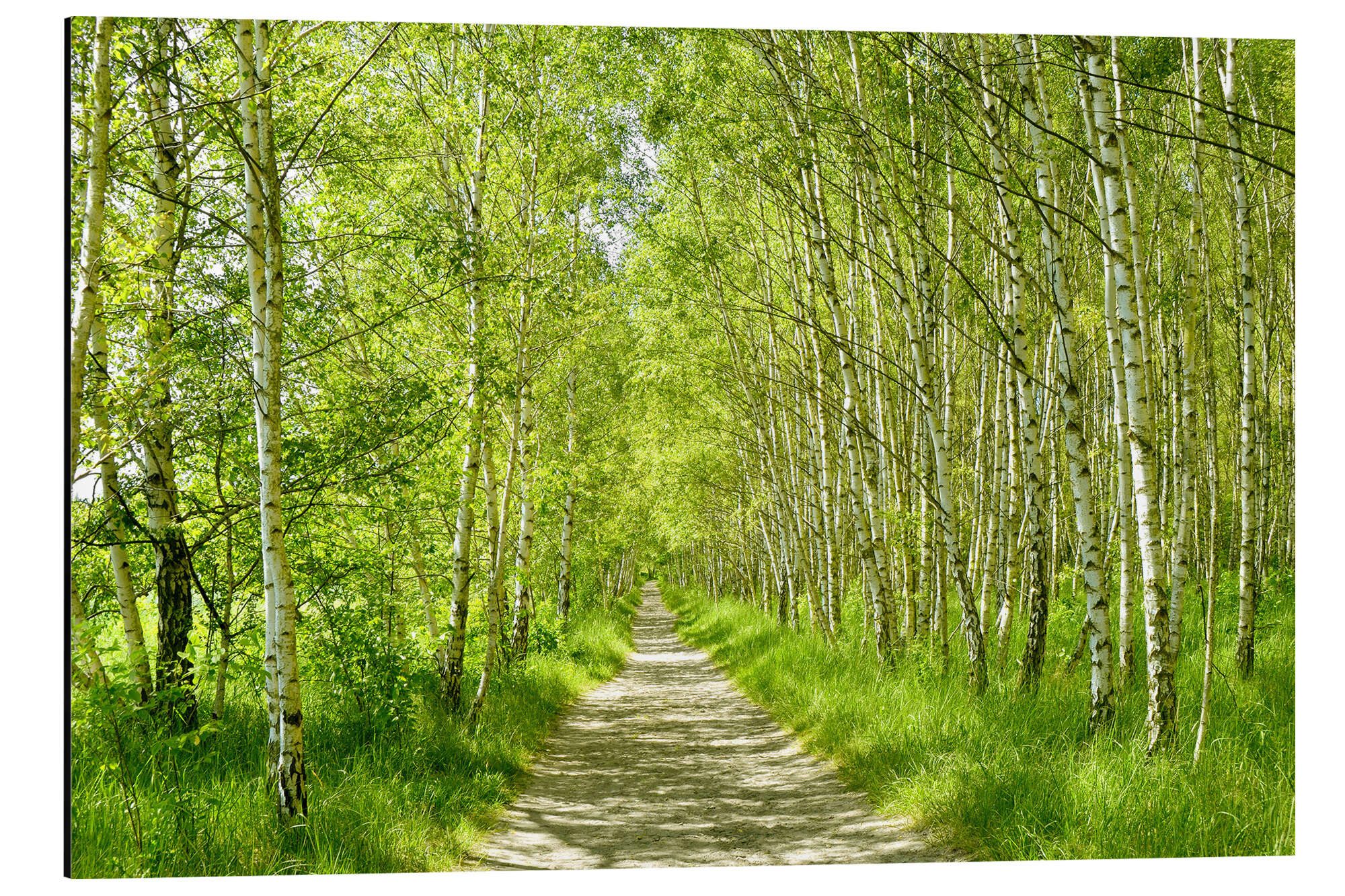 Posterlounge Alu-Dibond-Druck Atteloi, Waldweg im Birkenwald III, Fotografie