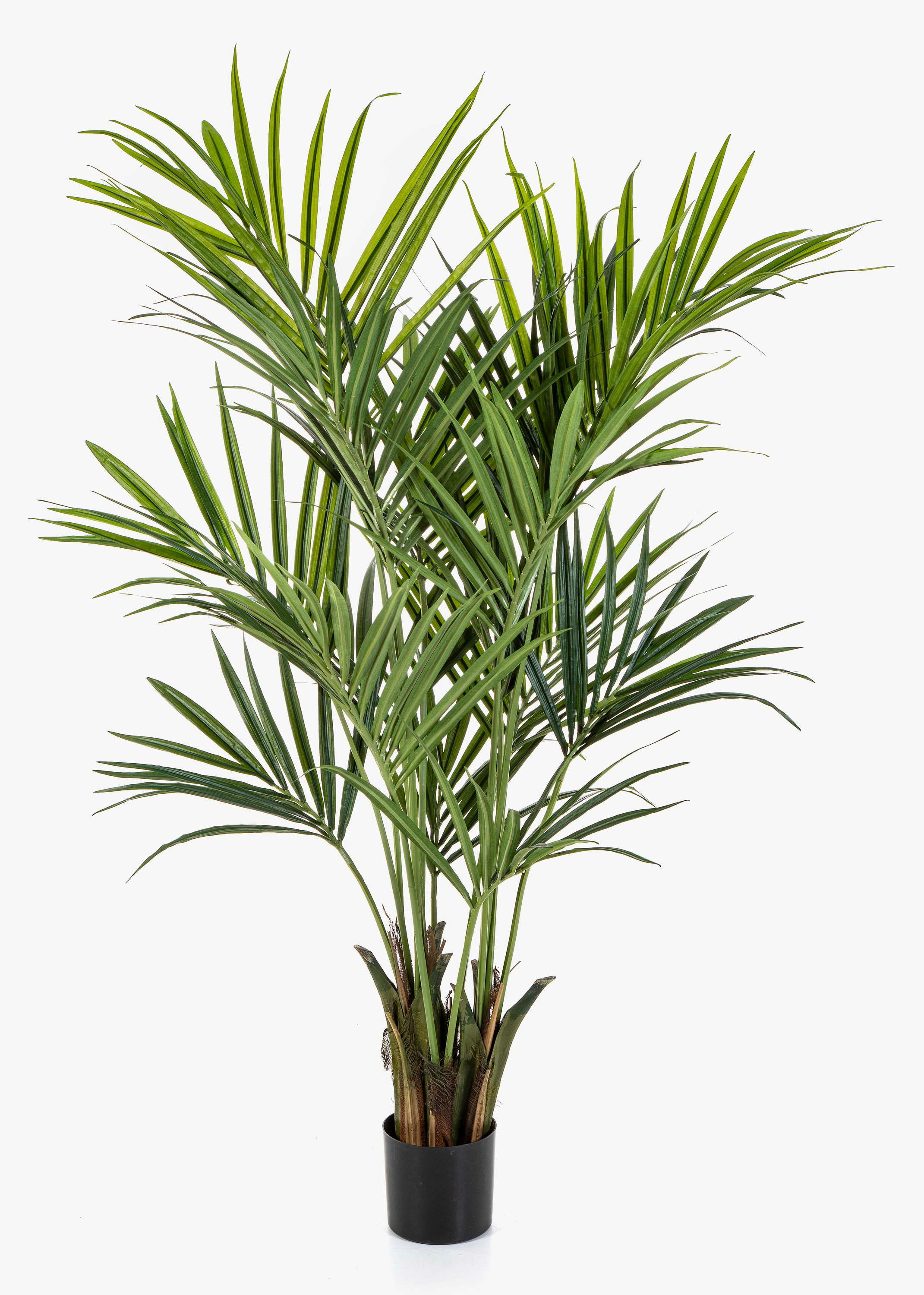 Kunstpalme Künstliche Kentia Palme Omayra, buschig, 170cm Kentia, artplants, Höhe 170.0 cm