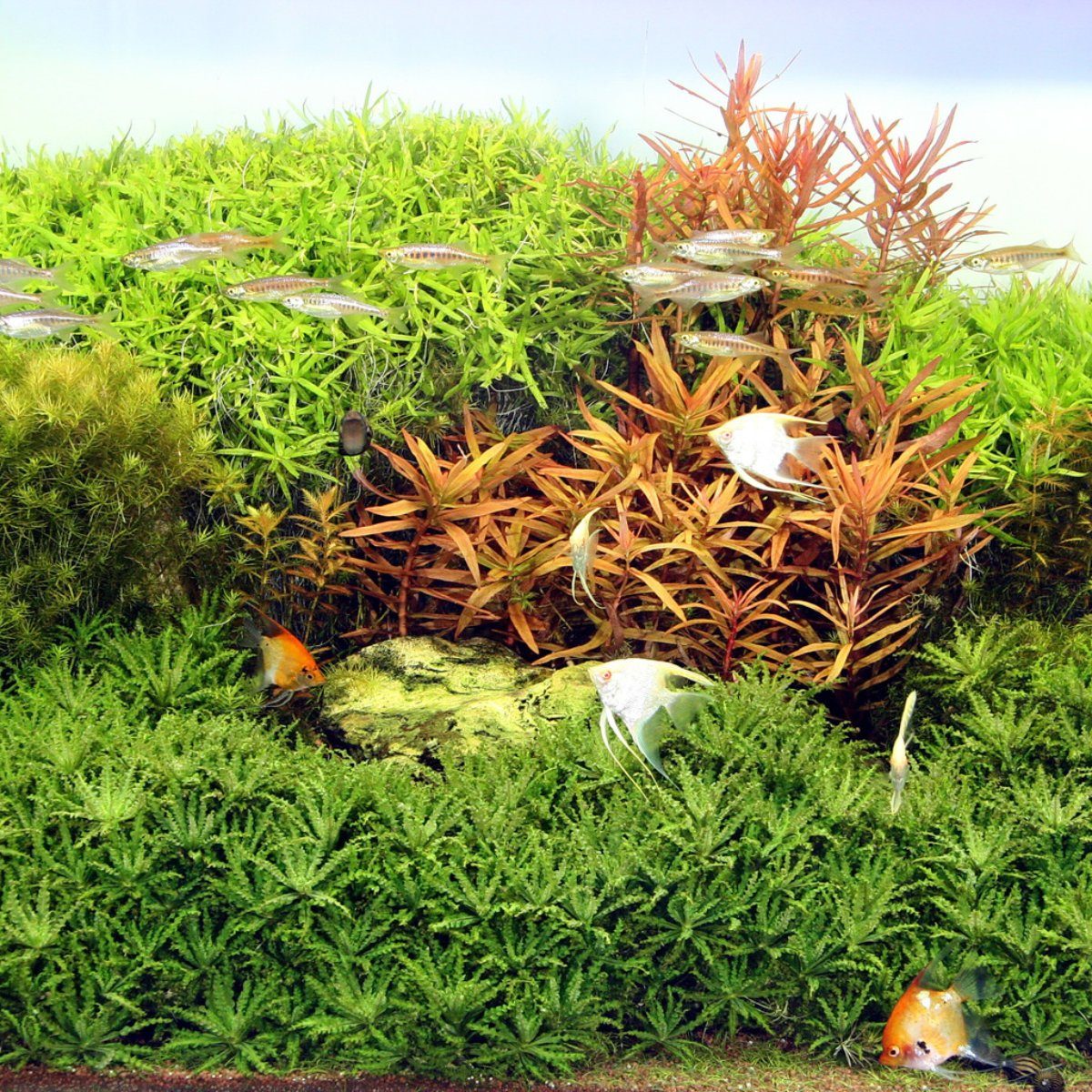 JBL GmbH & Co. KG LED Aquariumleuchte Solar Natur T5 Ultra