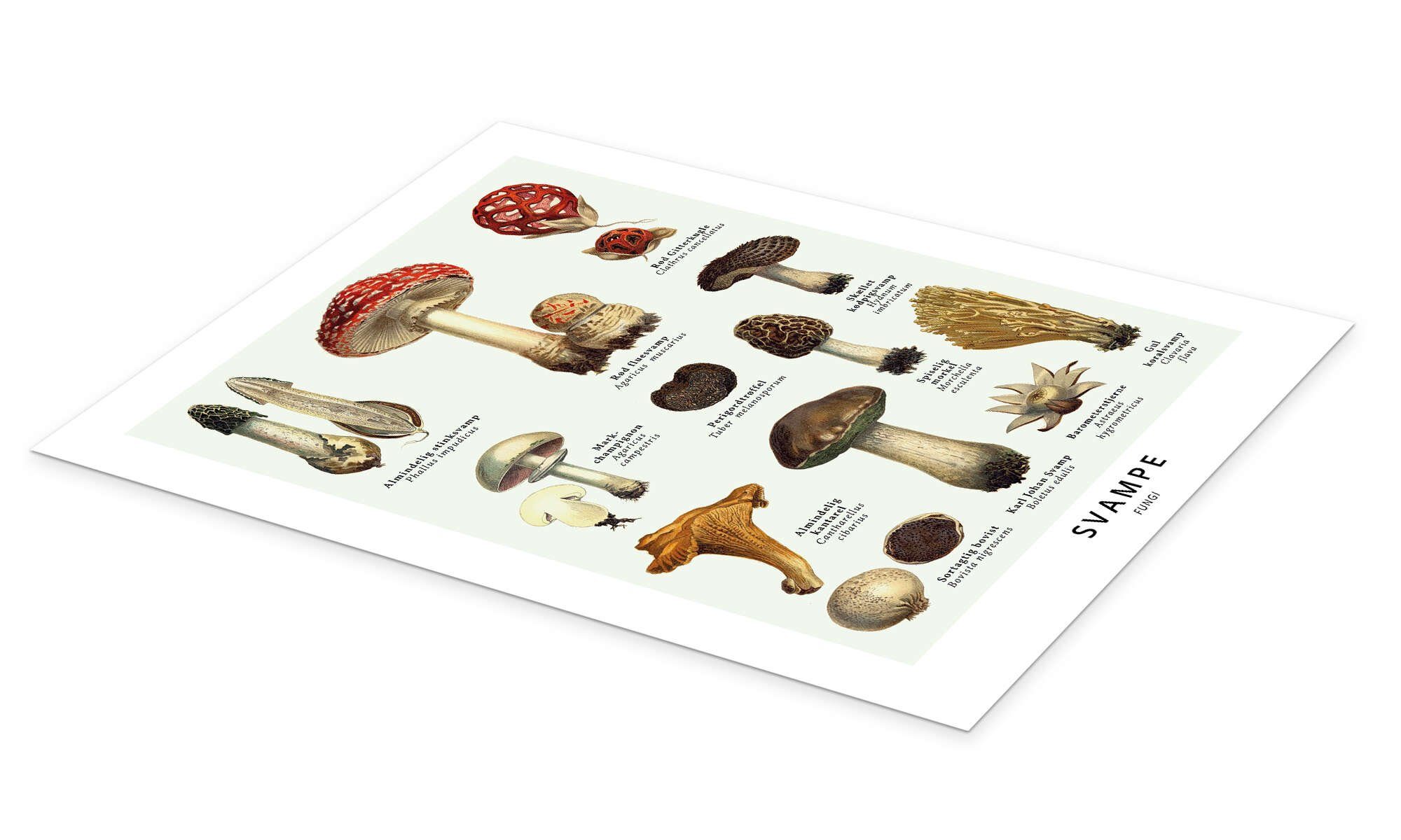 Posterlounge Wandbild Pilze (Dänisch), Editors Choice, erhältlich als Poster, Leinwandbild, Wandsticker oder Acrylglasbild