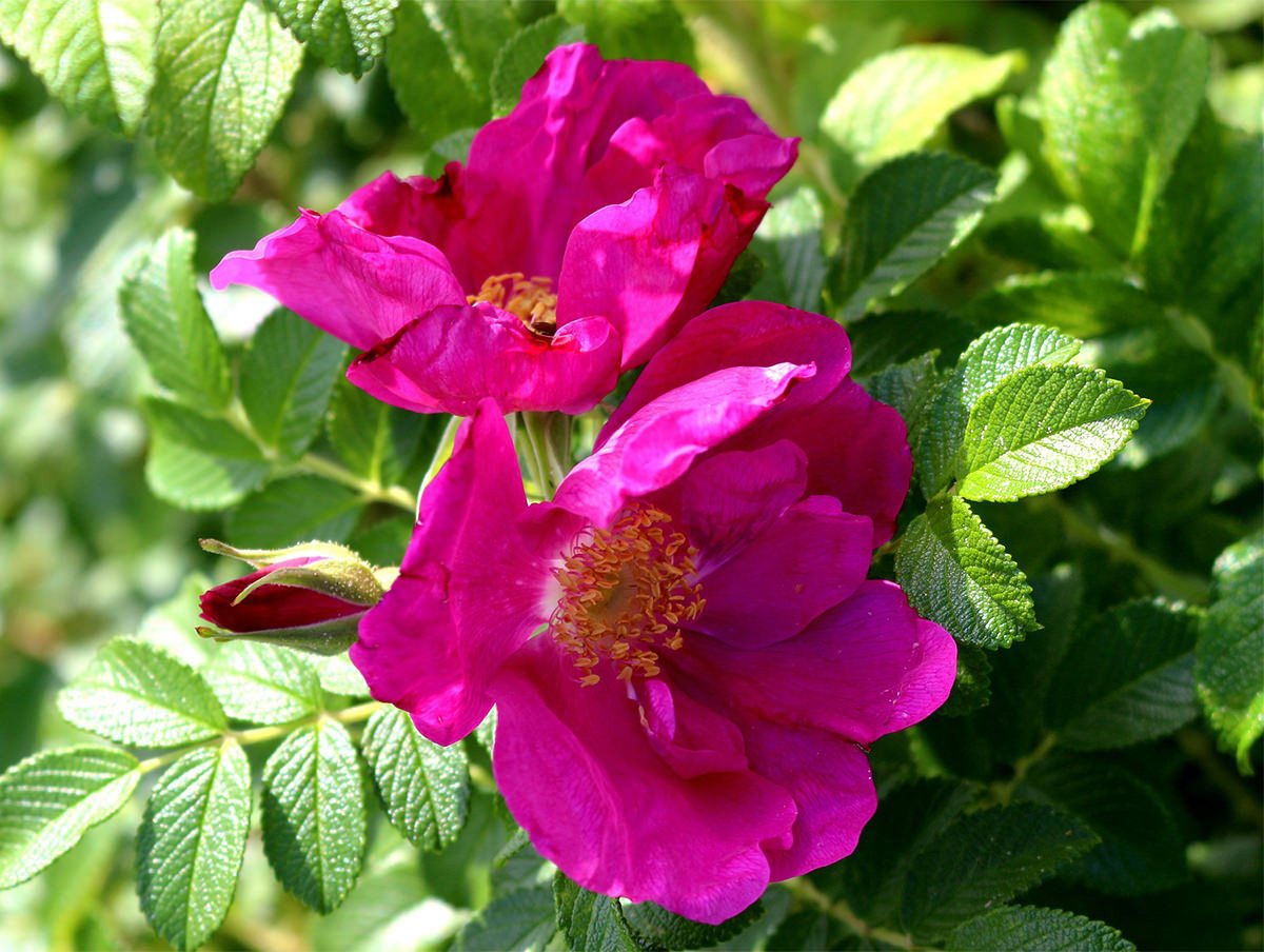 Garten von Ehren Hecken Rosa rugosa Containerware 40-60 cm hoch