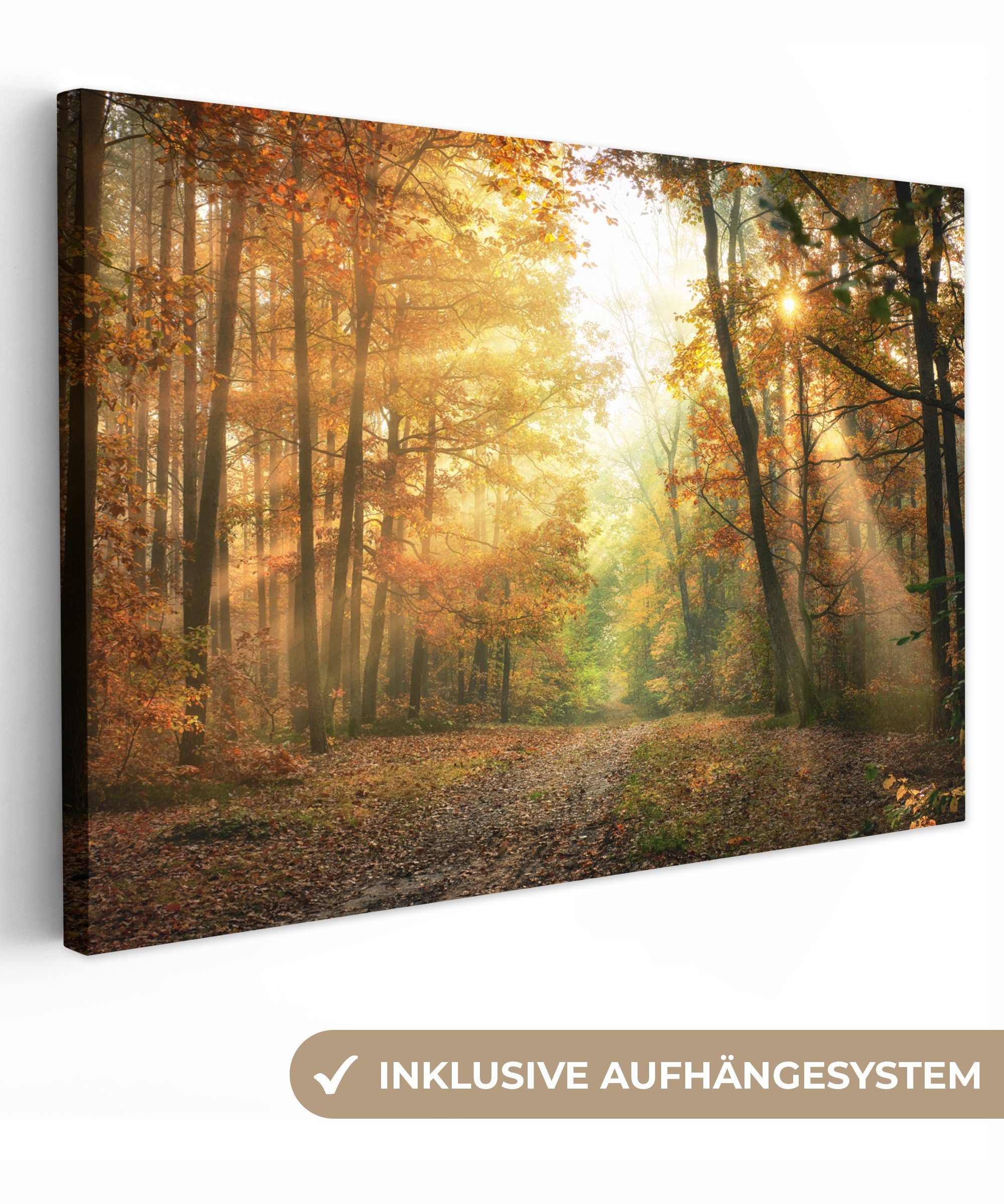 OneMillionCanvasses® Leinwandbild Wald - Herbst - Sonne - Landschaft - Natu günstig online kaufen