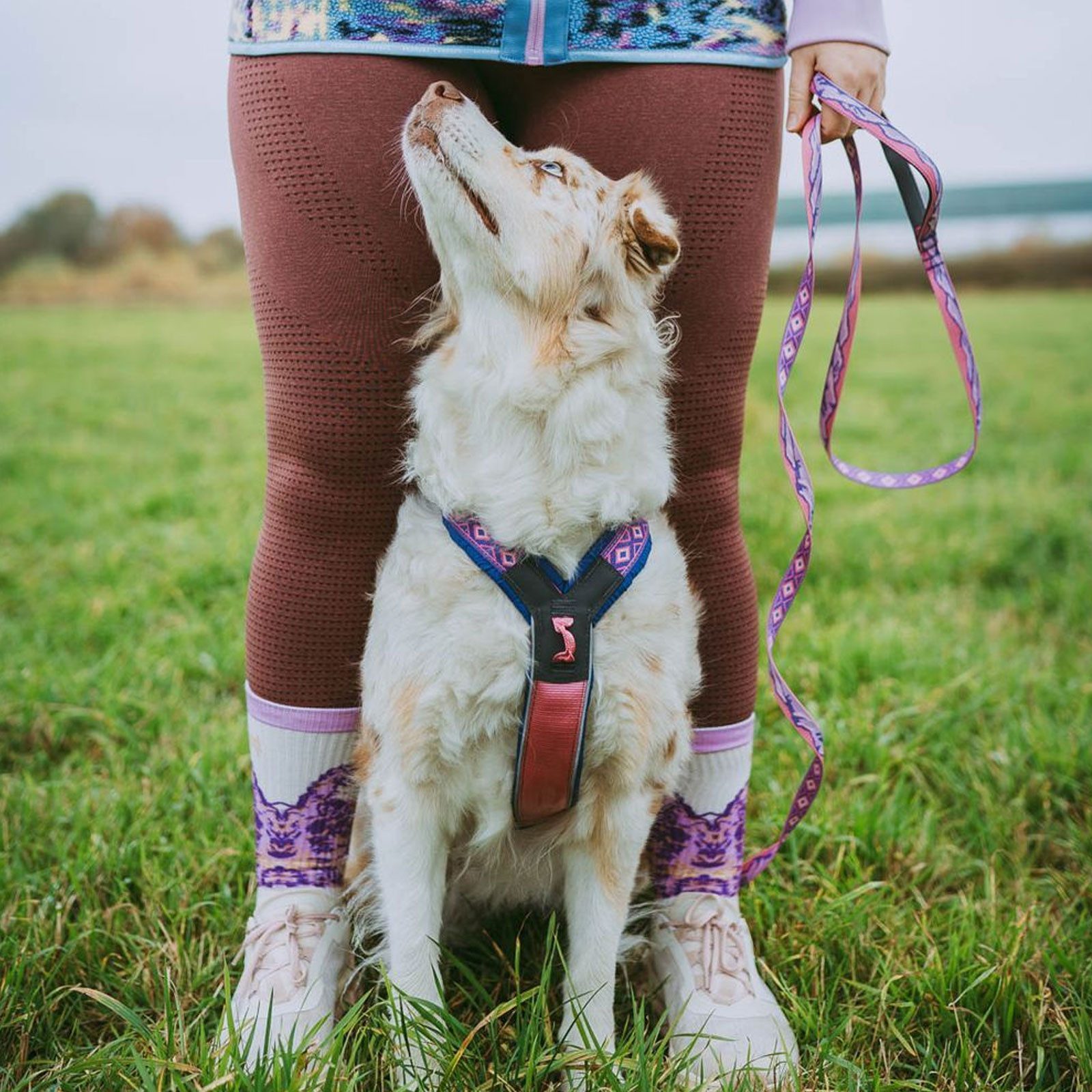 Non-stop dogwear Hunde-Geschirr Line harness 5.0 günstig online kaufen
